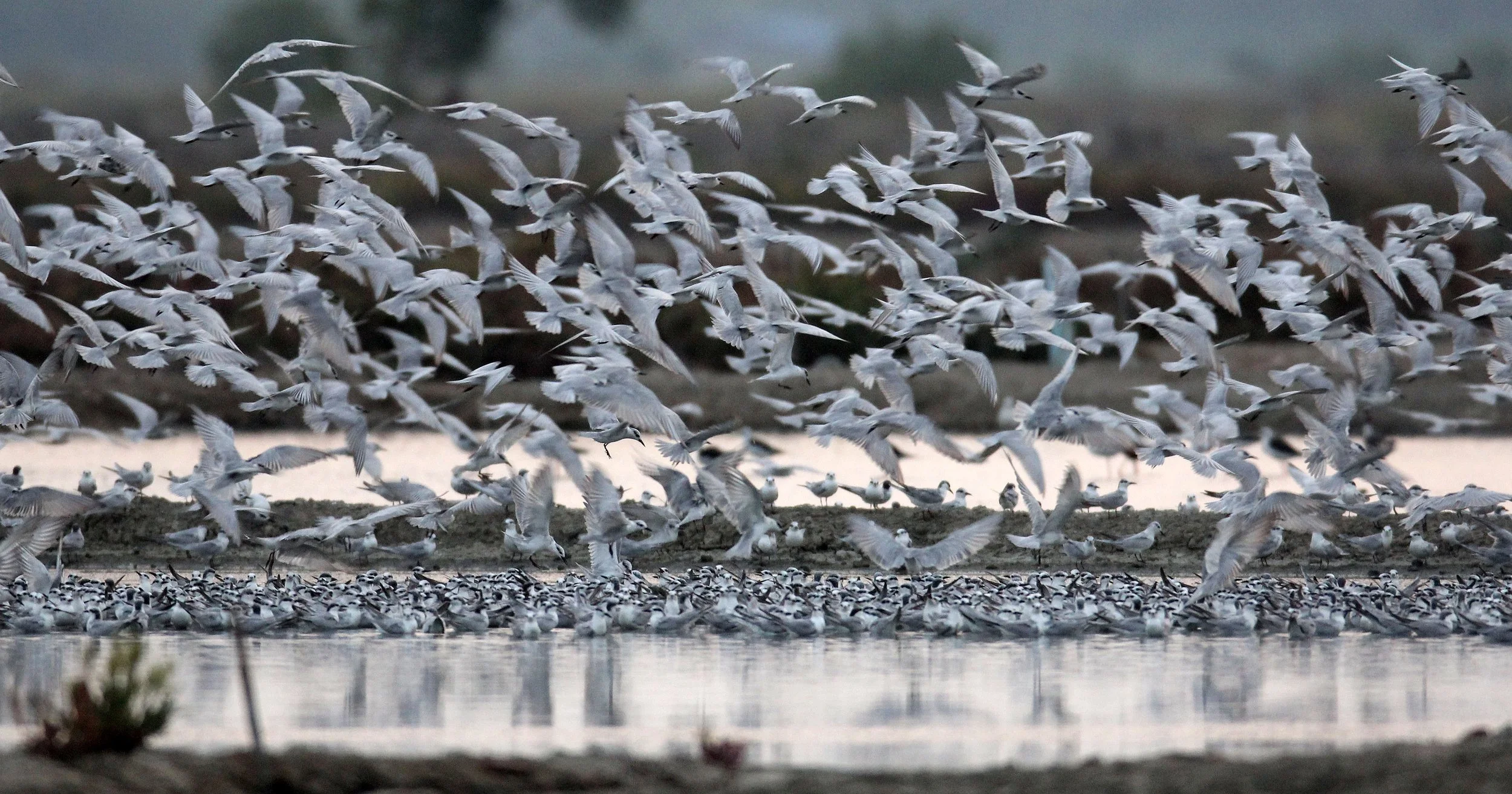 BIRD - TERN SPECIES MIXED FLOCK - WHISKERED AND LITTLE - KOK KHAM MAJACHAI  SALT PONDS - THAILAND (39).JPG