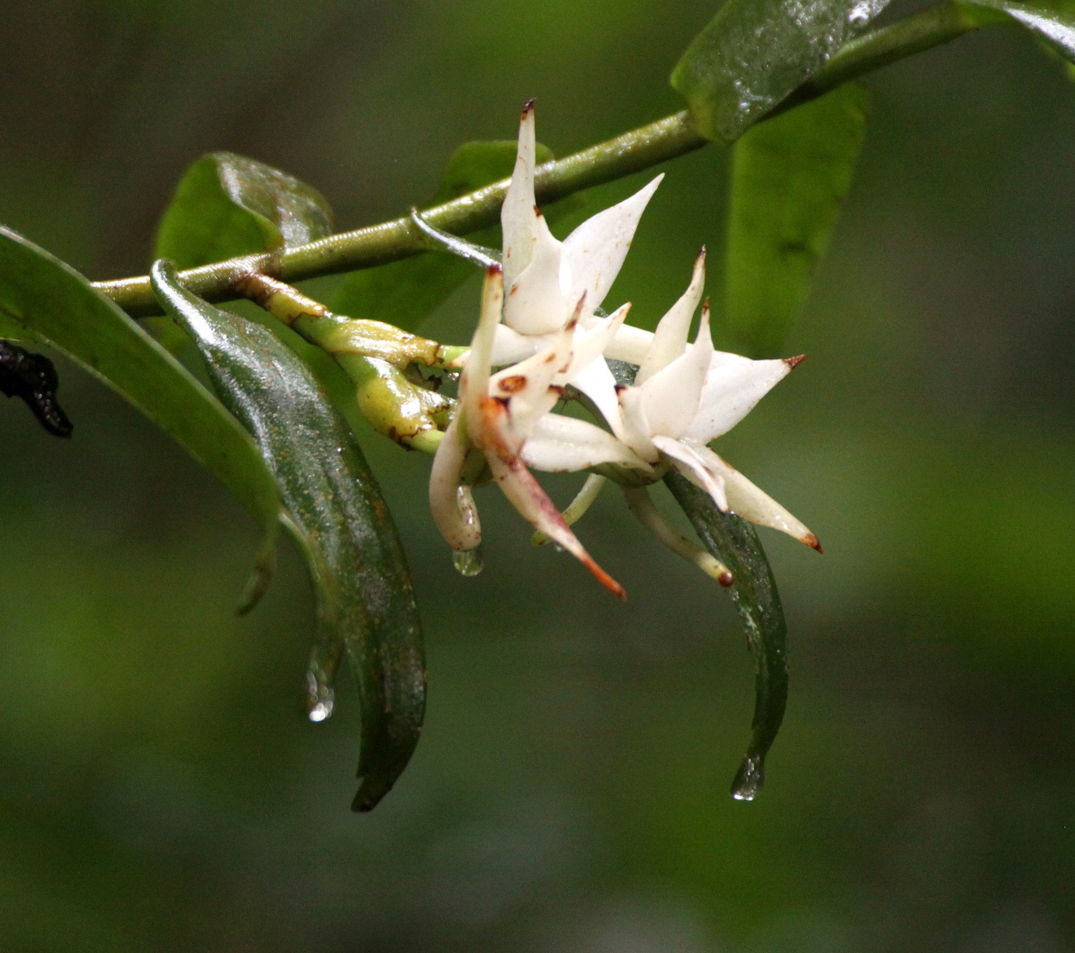PLANT - ORCHID SPECIES - ANDISABE NATIONAL PARK MADAGASCAR (2).JPG
