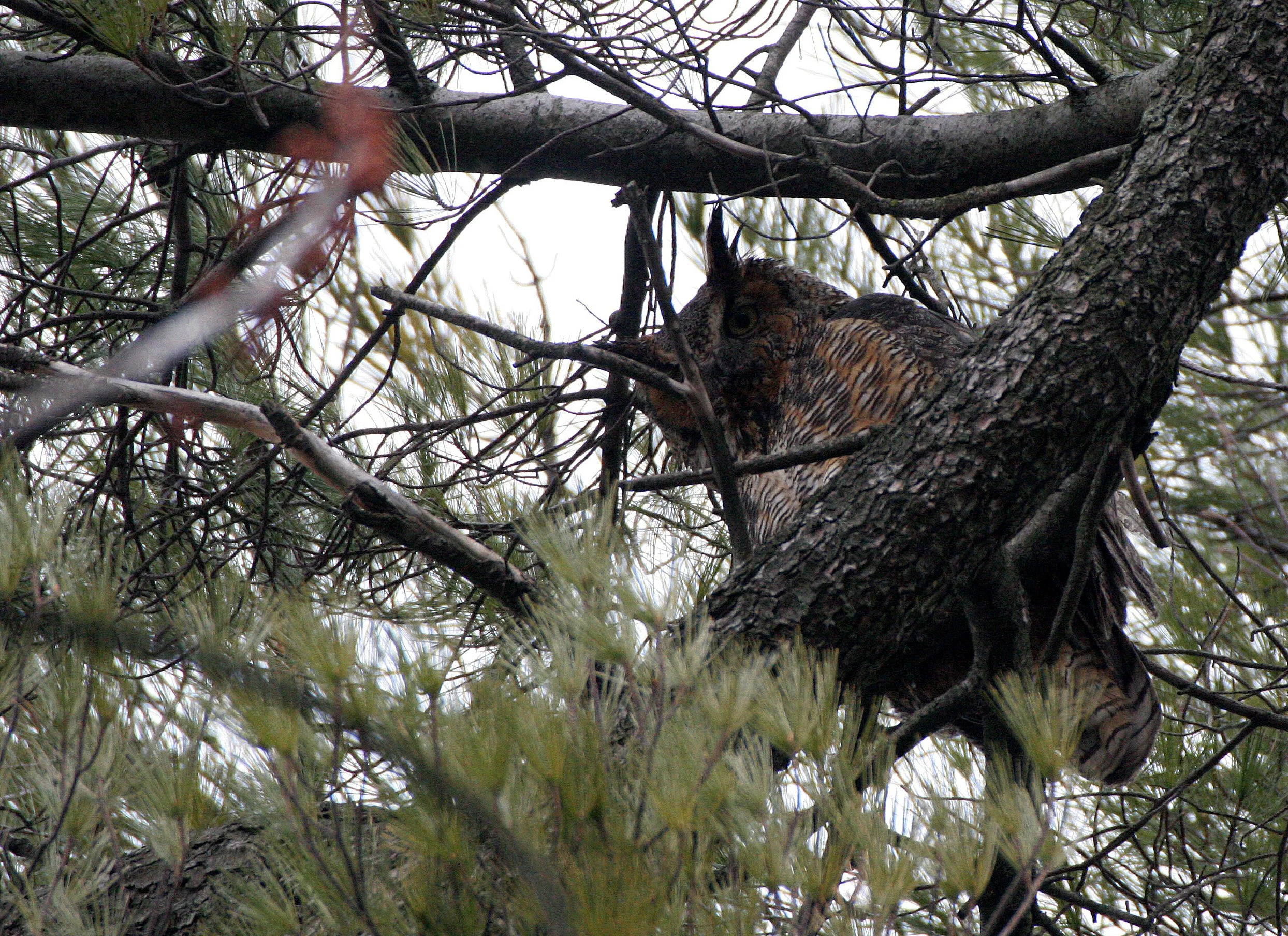 Bubo virginianus - GREAT-HORNED OWL - GENEVA COURTHOUSE ILLINOIS (23).JPG