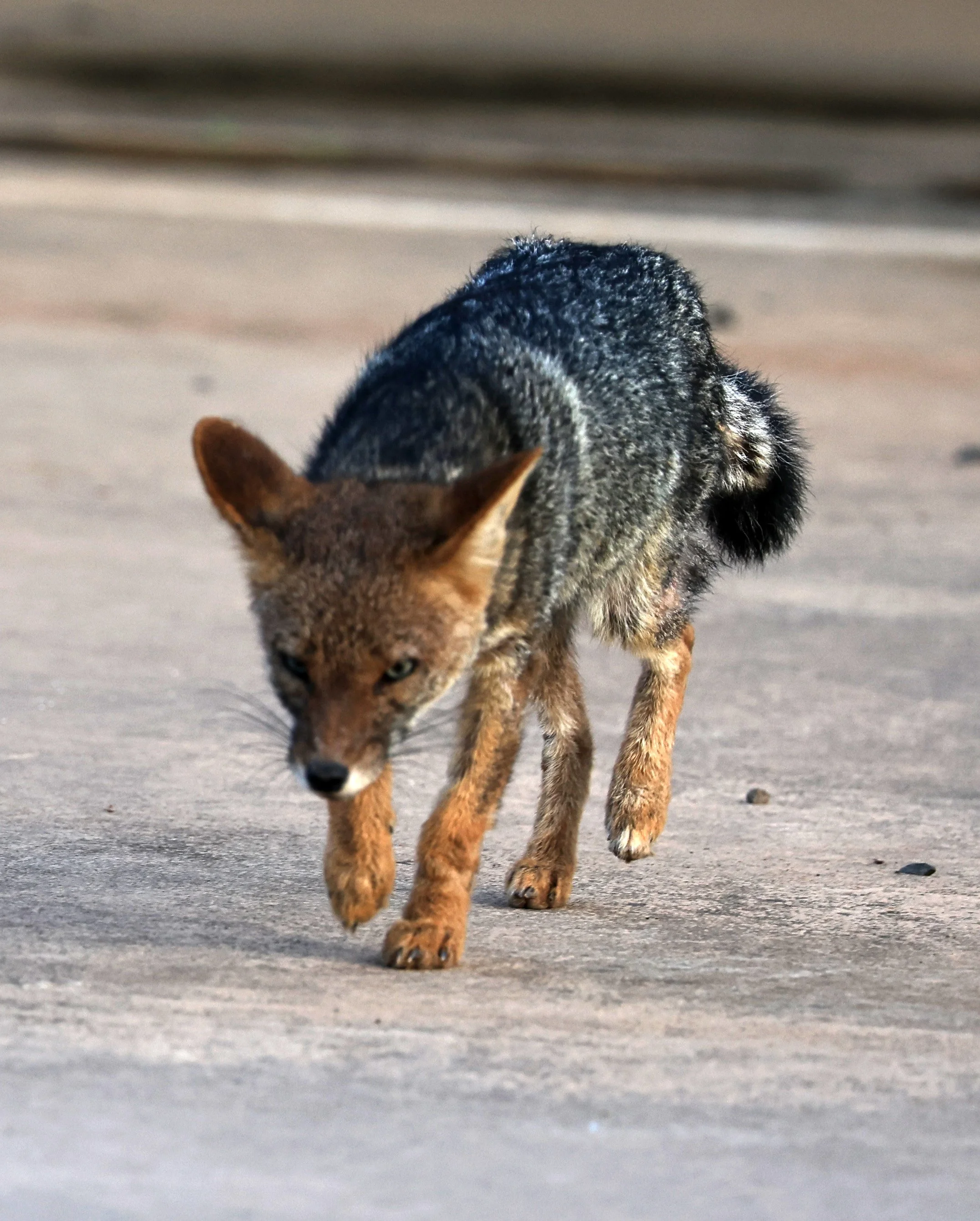 Pampas Fox (Lycalopex gymnocercus) Neuland Mennonite Colony Paraguay (7).jpg