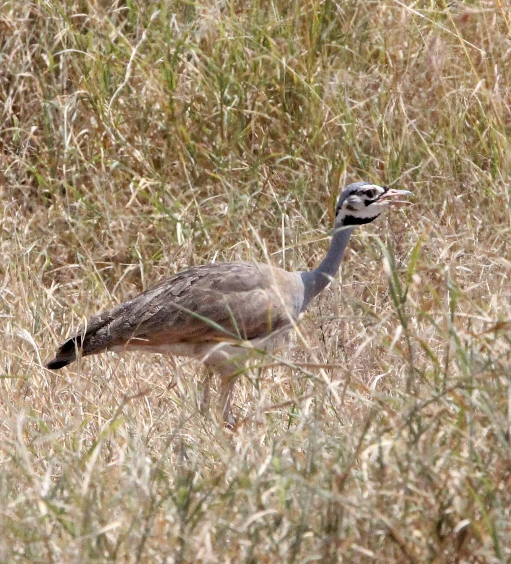 White-bellied bustard (Eupodotis senegalensis) Masai Mara NP, Kenya (9).JPG