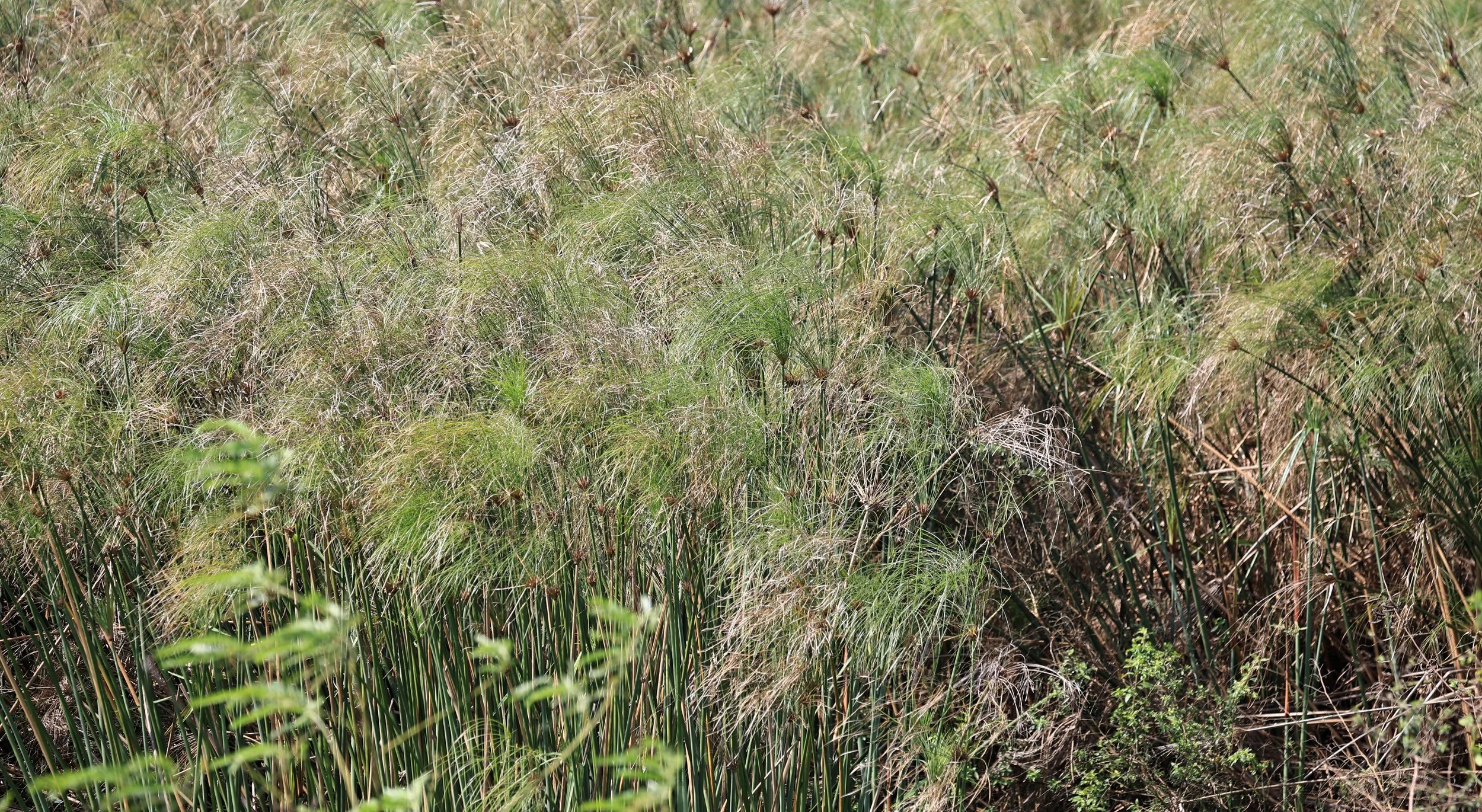 Mexican Papyrus  Piripiri (Cyperus giganteus) Asuncion Paraguay