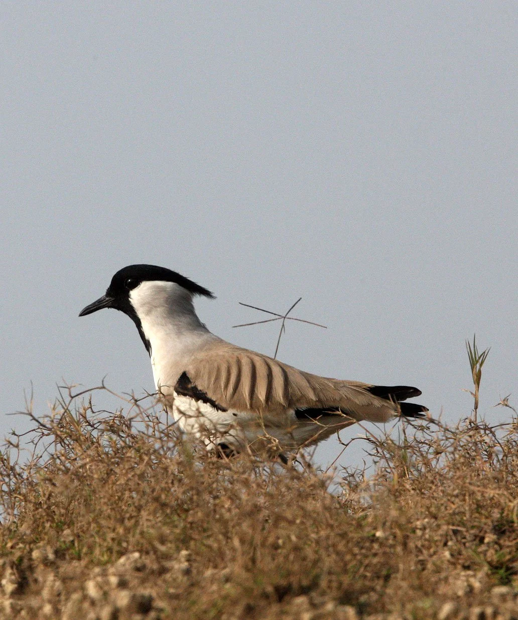 LAPWING - RIVER LAPWING - Vanellus duvaucelii - CHAMBAL SANCTUARY INDIA (7).JPG