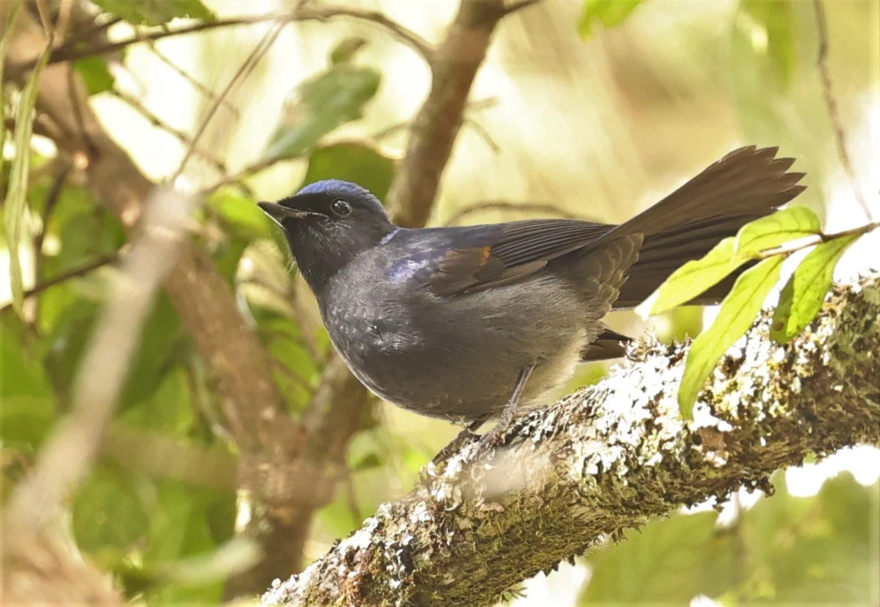 NILTAVA - LARGE NILTAVA - Niltava grandis - KIEW LOM CAMPGROUND, DOI PHA HOM POK NATIONAL PARK CHIANG MAI  (7).jpg
