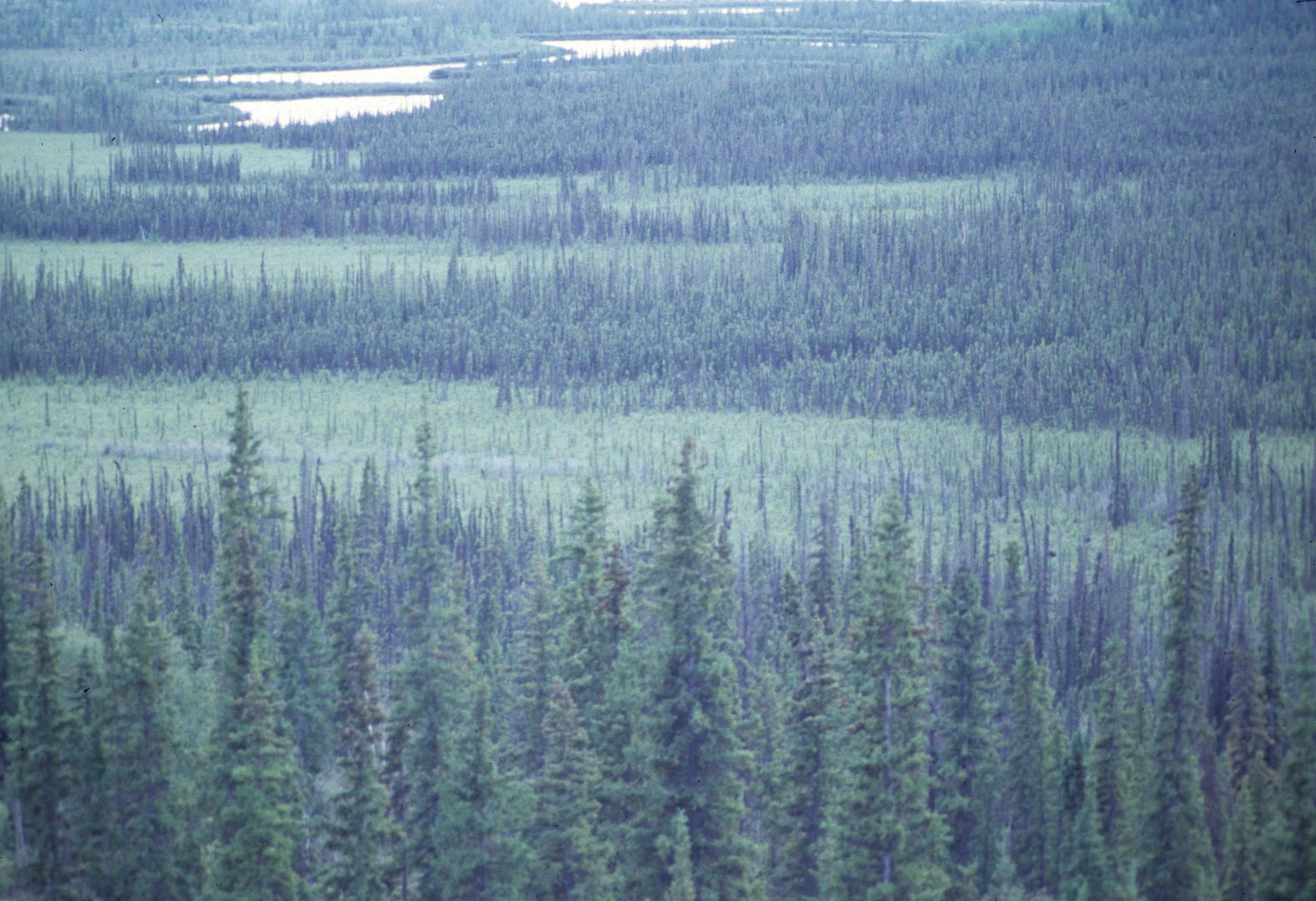 ALASKA - TETSLIN NWR - TAIGA.jpg