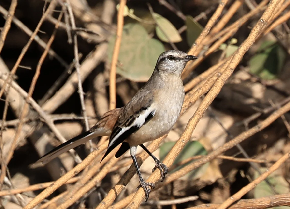 White-banded Mockingbird (Mimus triurus) Hotel Campestre Iparoma Paraguay (13).jpg