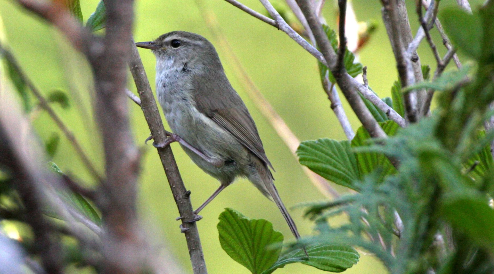 BIRD - REED WARBLER - GREAT REED WARBLER - ACROCEPHALUS ARUNDINACEUS - SHIMOKITA PENINSULA - KAWAUCHI LAKE JAPAN (6).JPG