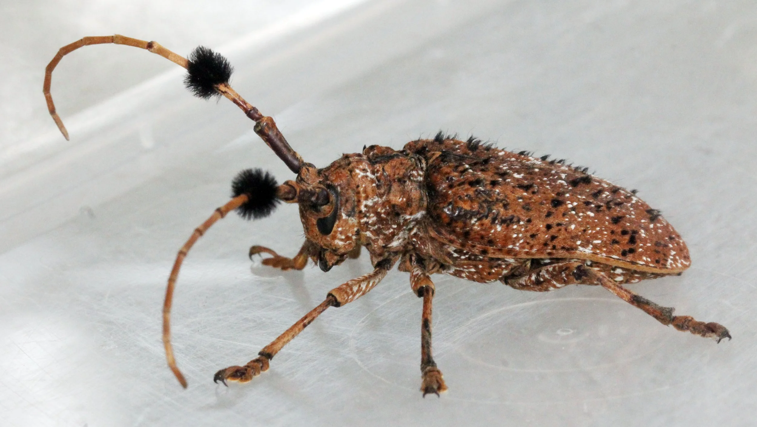 Aristobia freneyi - Lampang, Thailand (11).JPG