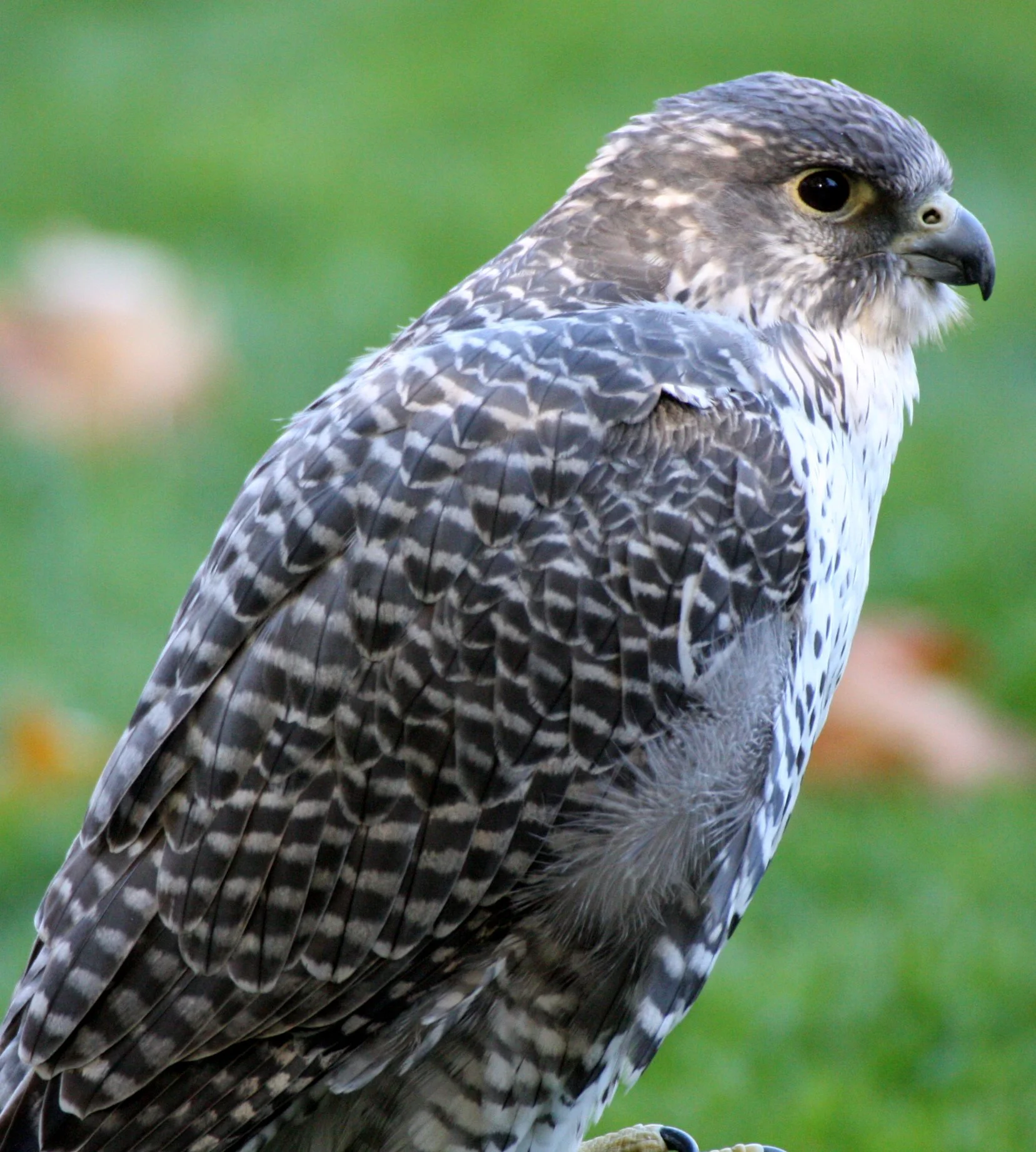 Falco rusticolus - GYRFALCON - WOODLAND PARK WA (6).JPG