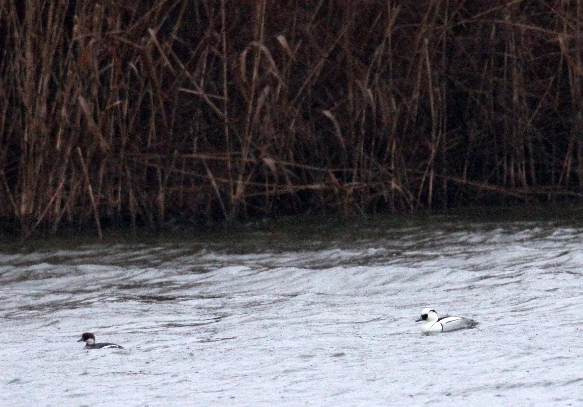 SMEW - Mergellus albellus - YANCHENG CHINA (2).JPG