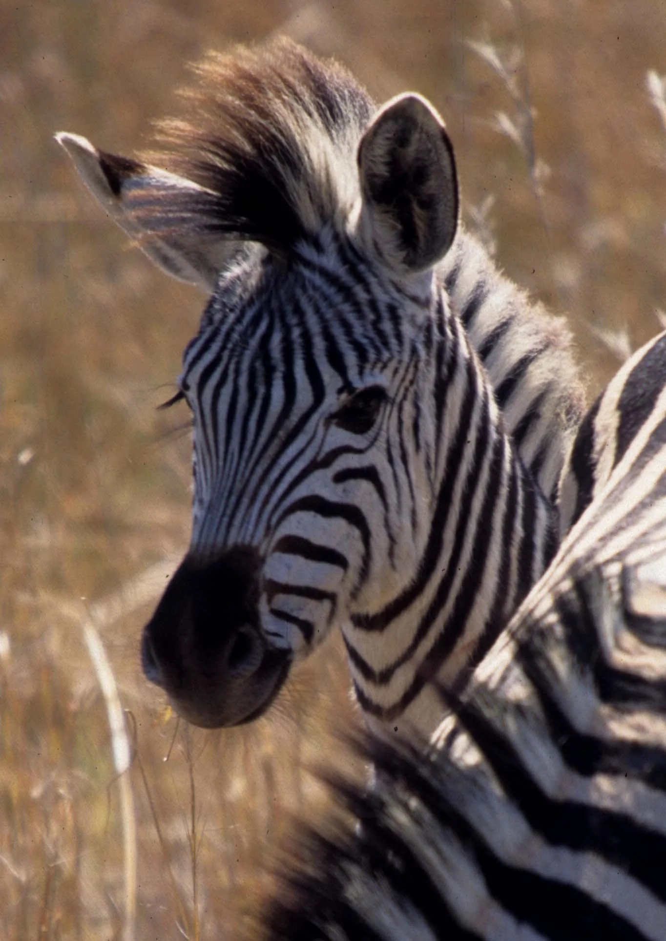 EQUIN - ZEBRA - COMMON - SERENGETI (15).jpg