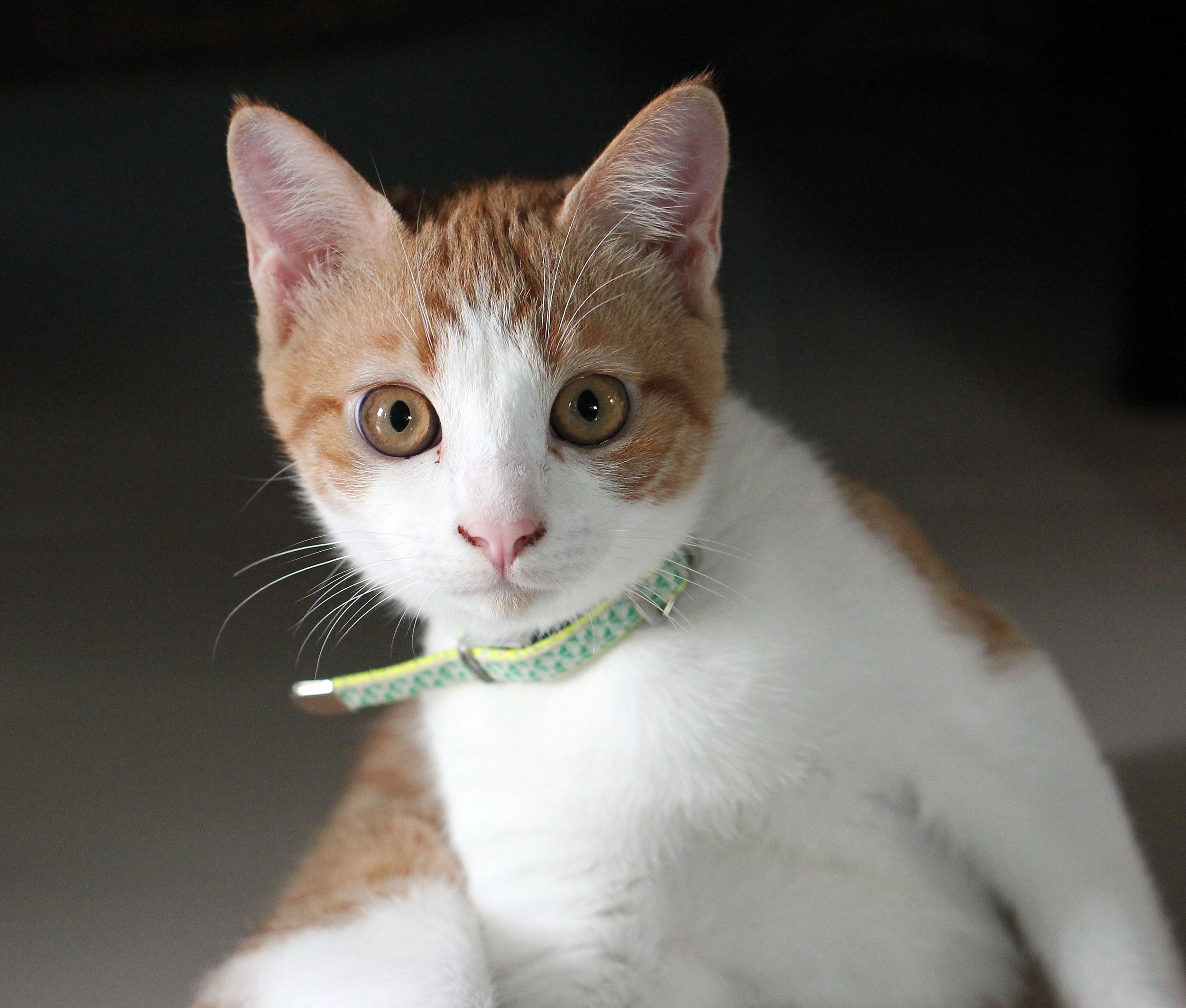 2015 Cats - Ukura & Jean Luc (4).JPG