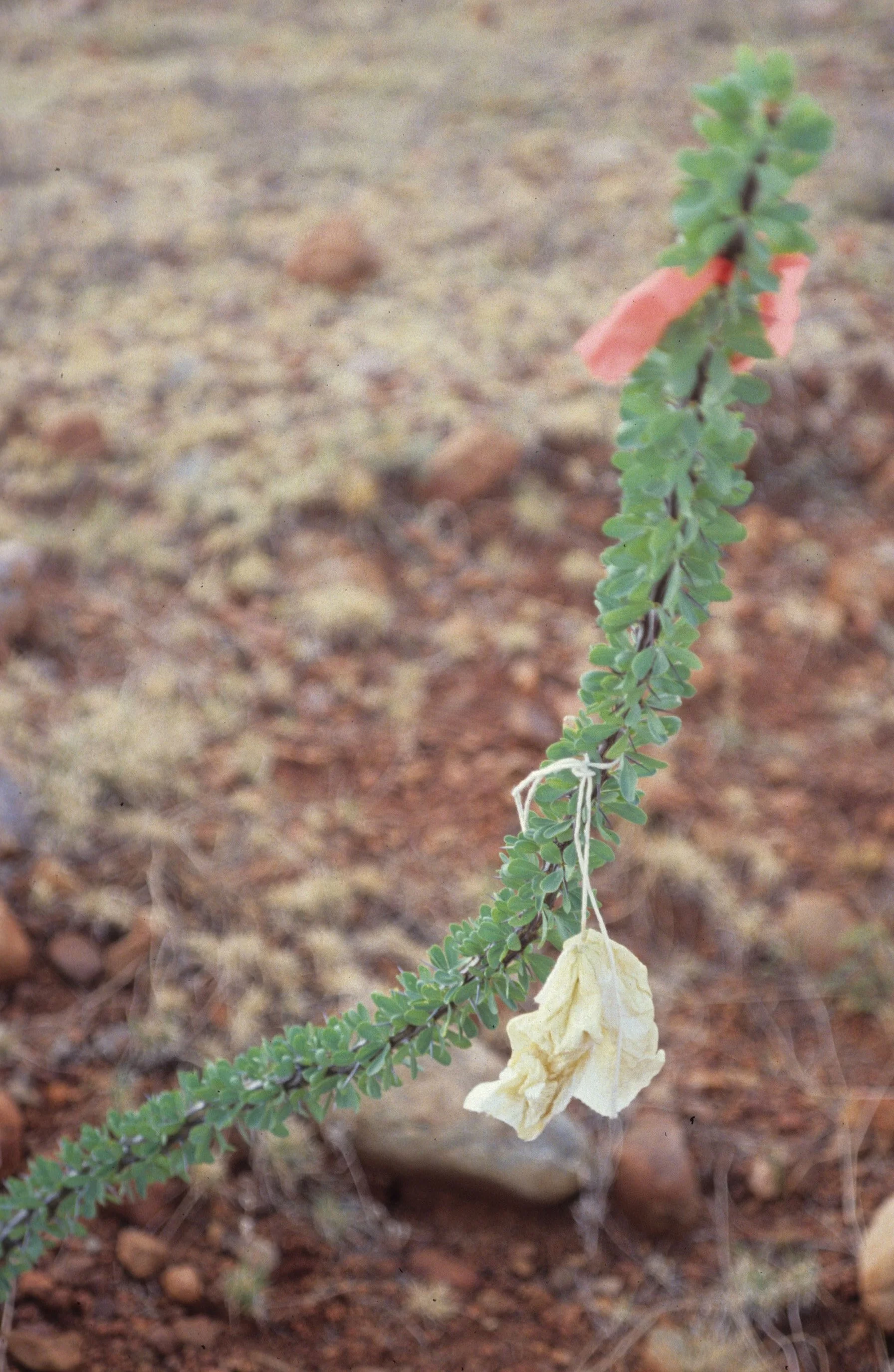 ARIZONA - MADERA CANYON - RESEARCH - DATA COLLECTION VV.jpg