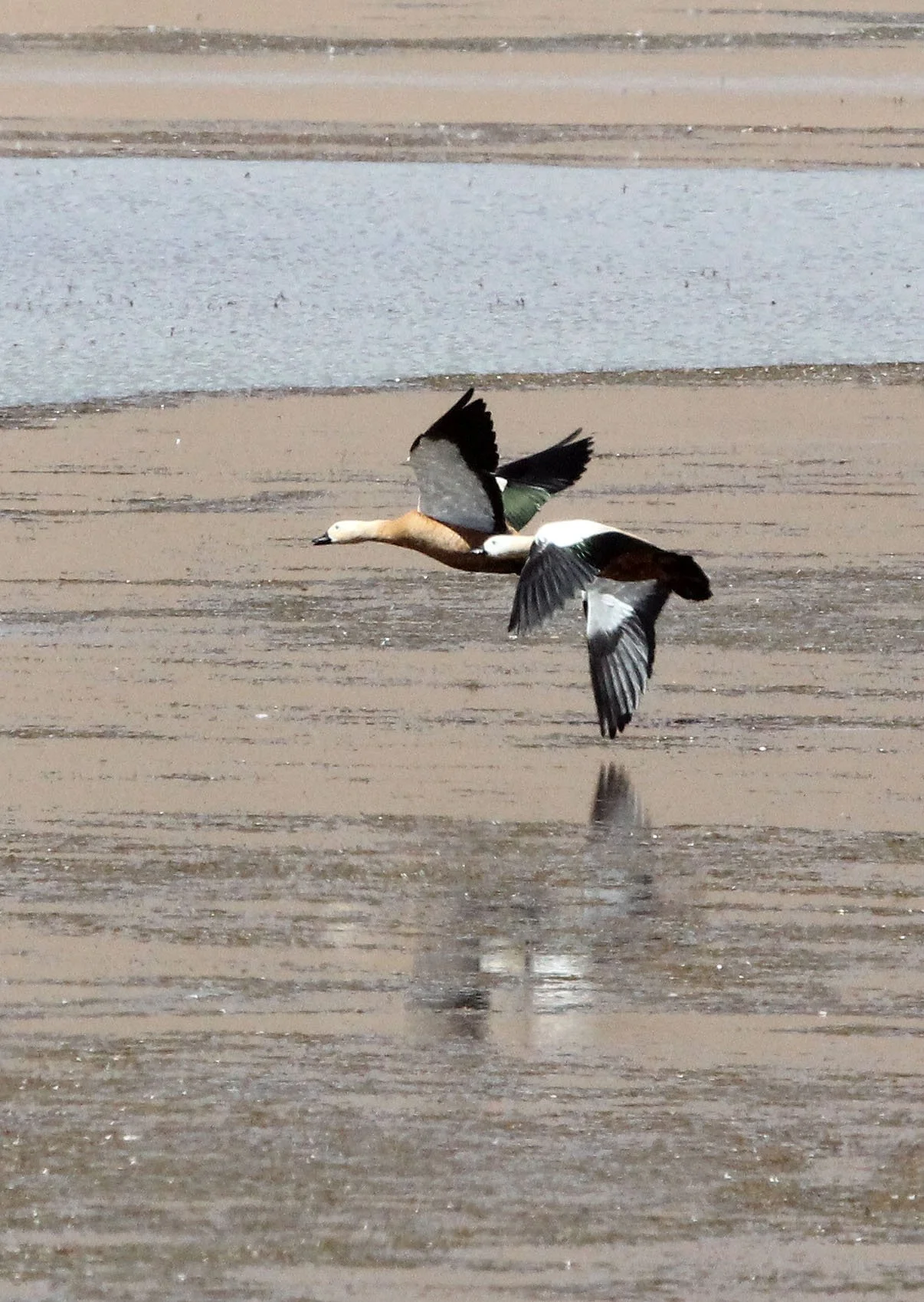 SHELDUCK - RUDDY SHELDUCK  - Tadorna ferruginea - KU HAI LAKE QINGHAI CHINA (9).JPG