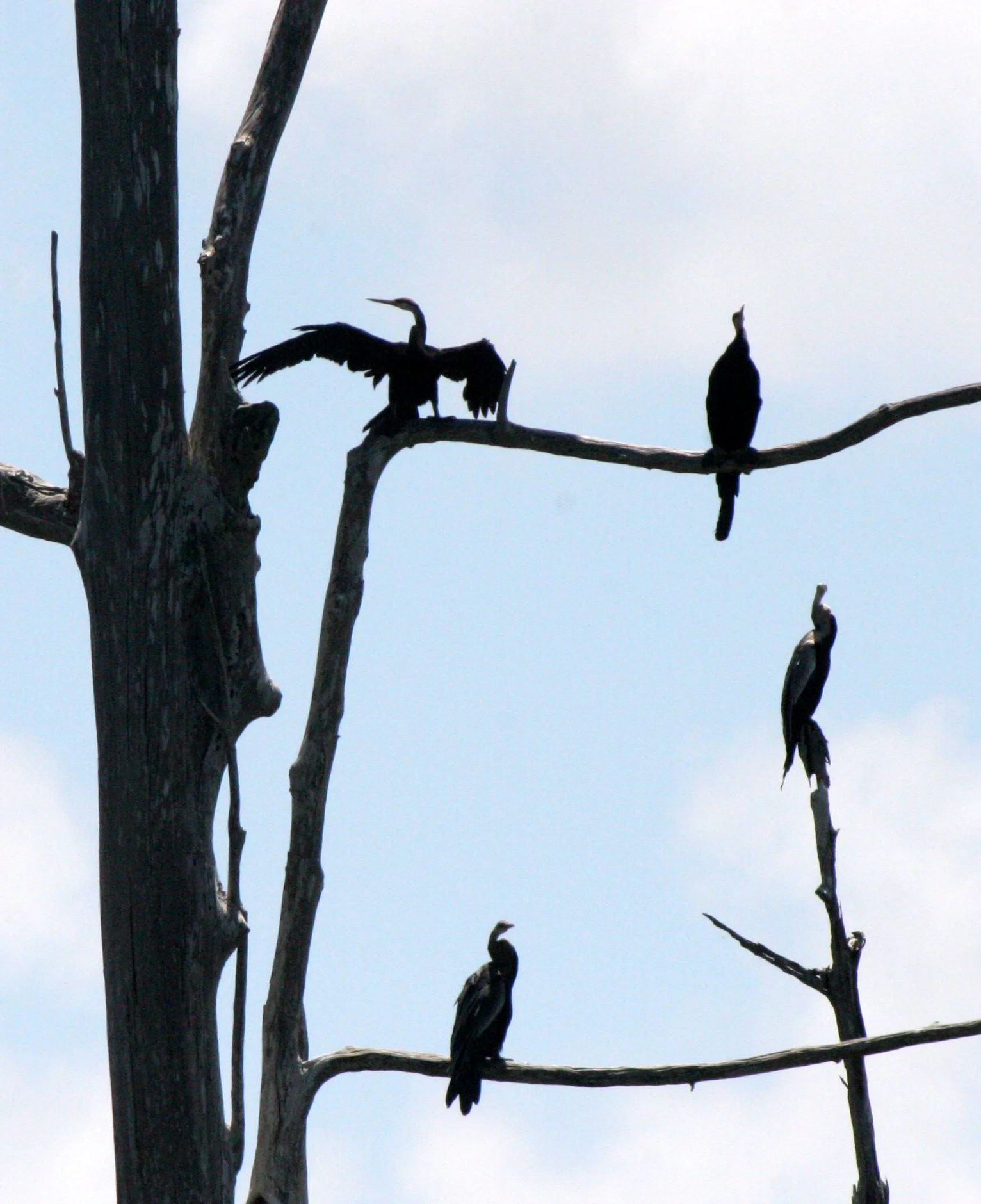 BIRD - ORIENTAL DARTER - TABIN WILDLIFE RESERVE BORNEO (7).JPG