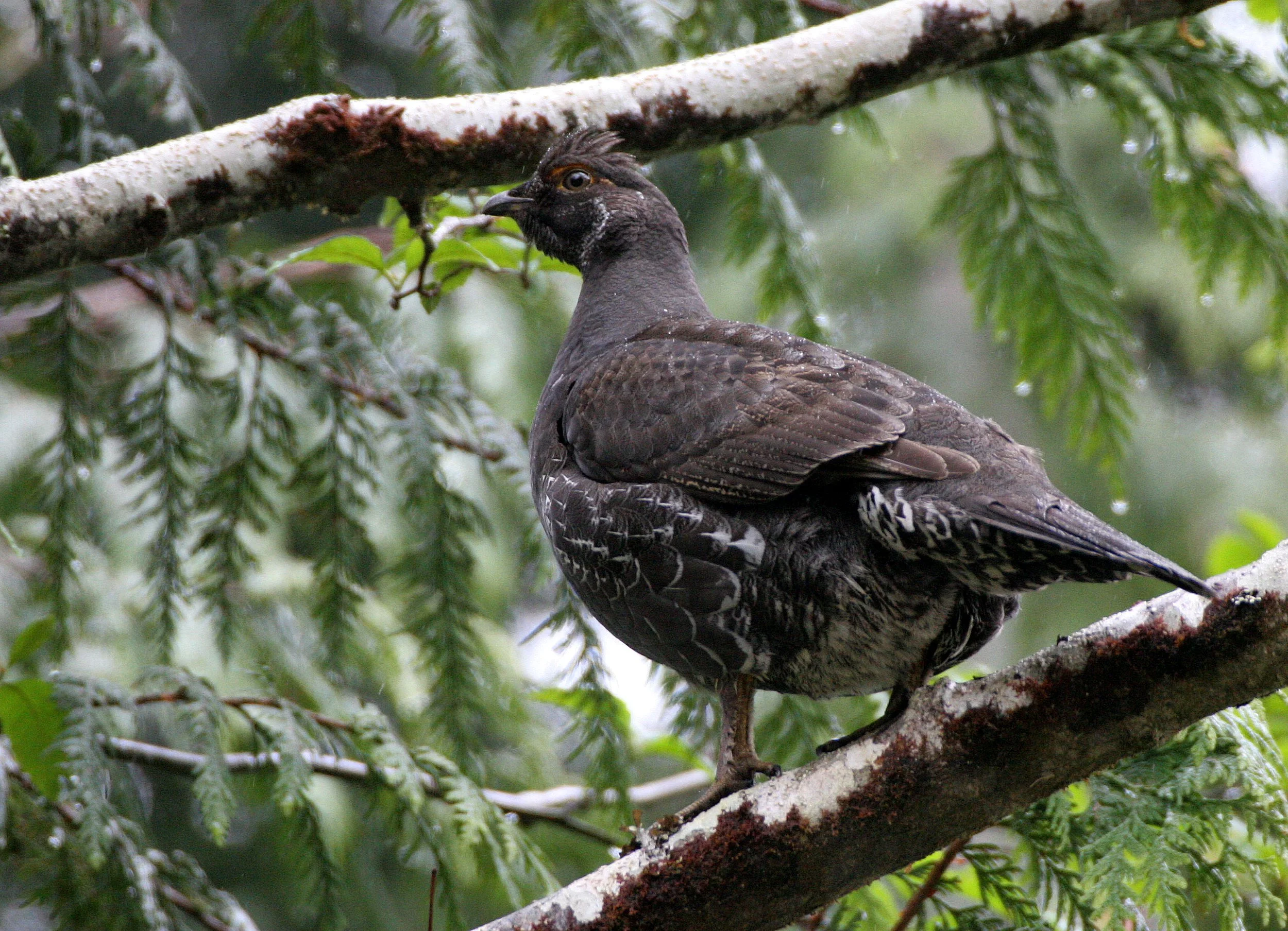 GROUSE - SOOTY (BLUE) GROUSE - Dendragapus fuliginosus - DUNCAN CEDAR TREE ROAD - HOH RIVER VALLEY WA  (43).JPG