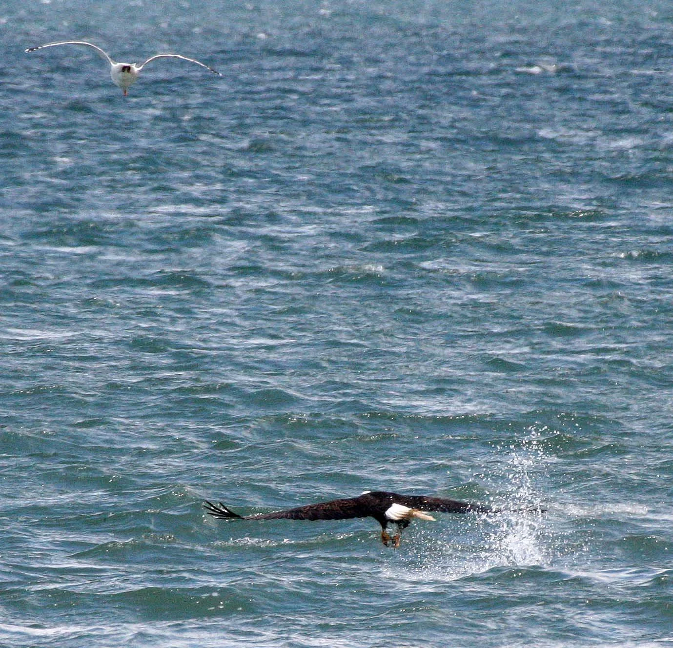 BIRD - EAGLE - BALD EAGLE - FISHING HUMBOLT SQUID - SEQUIM BAY WA (40).JPG