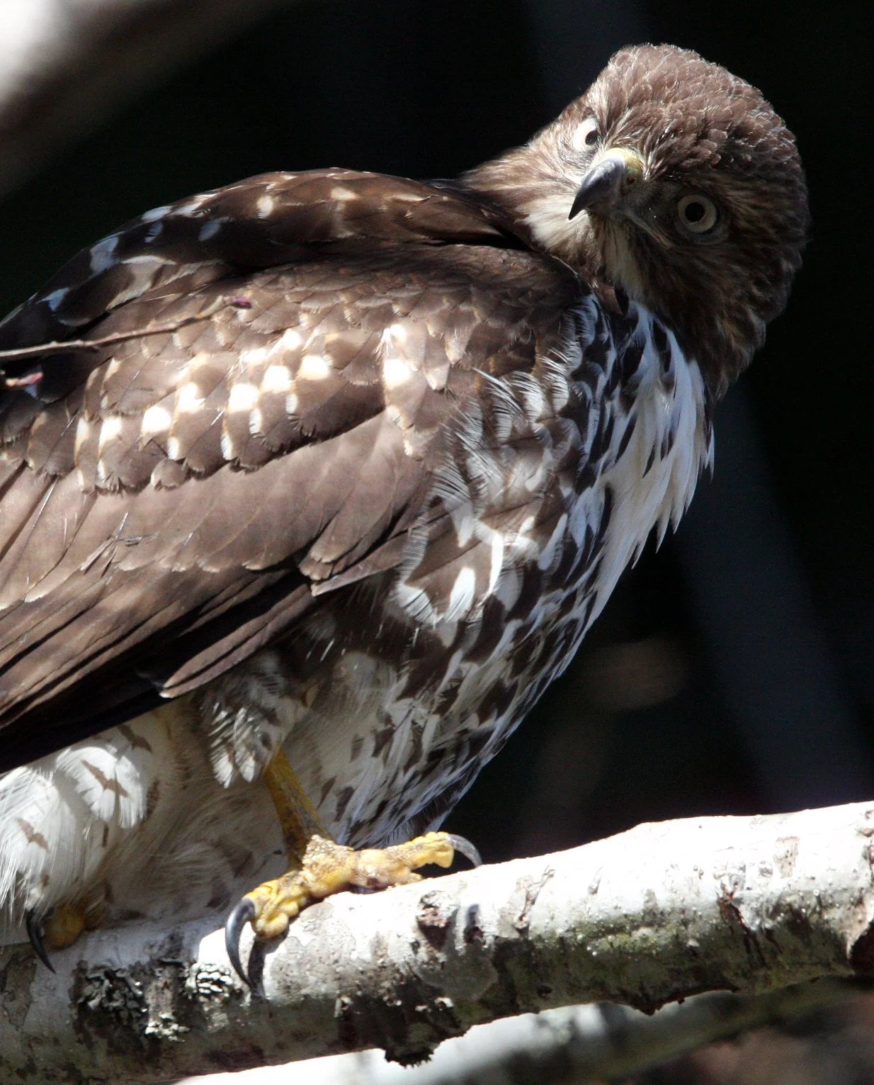 Buteo jamaicensis - RED-TAILED HAWK - TWIN RIVER ROAD OLYMPIC PENINSULA (21).JPG