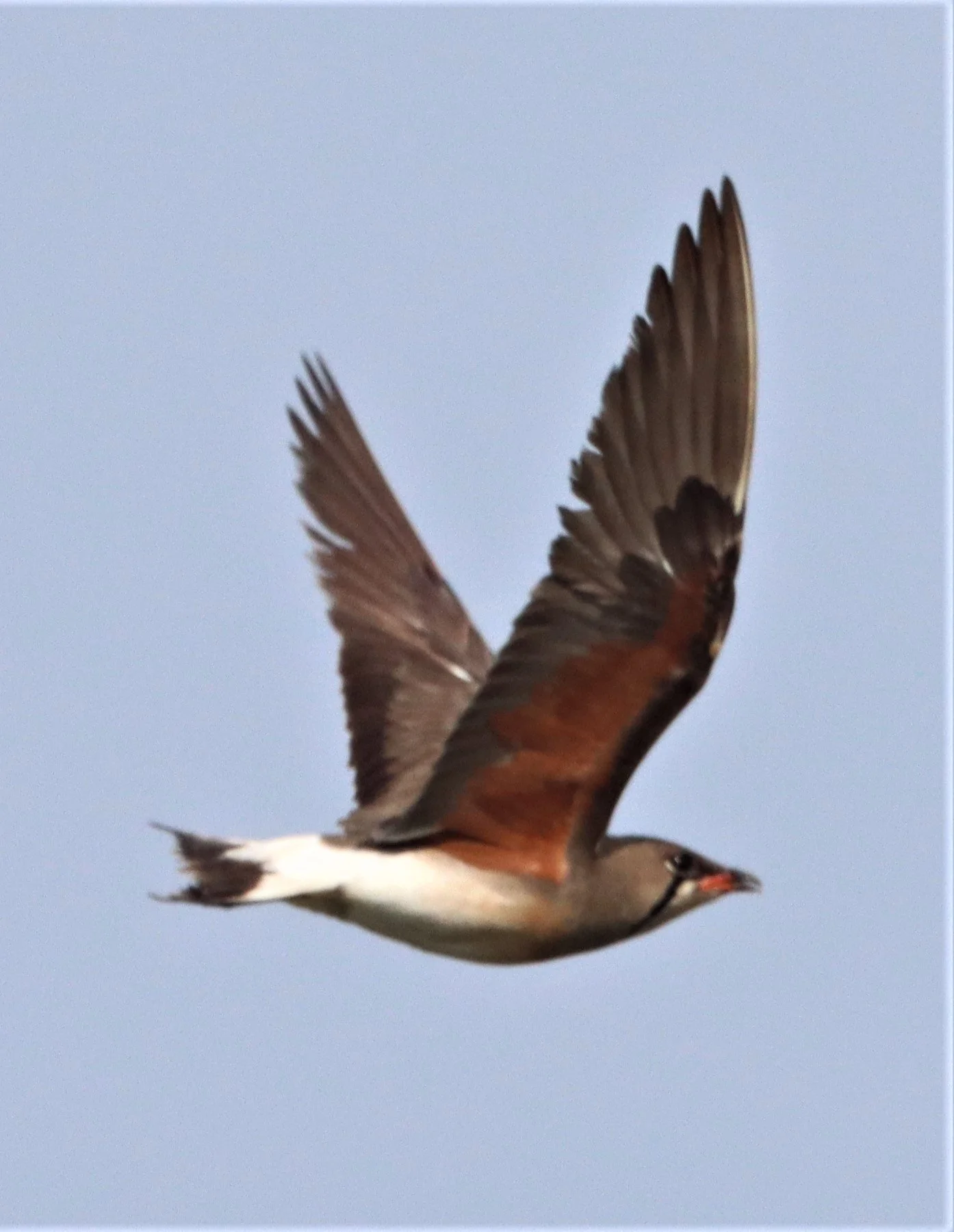 PRATINCOLE - ORIENTAL PRATINCOLE - Glaveola maldivarum -  PATHUM THANI RICE RESEARCH CENTER (12).jpg