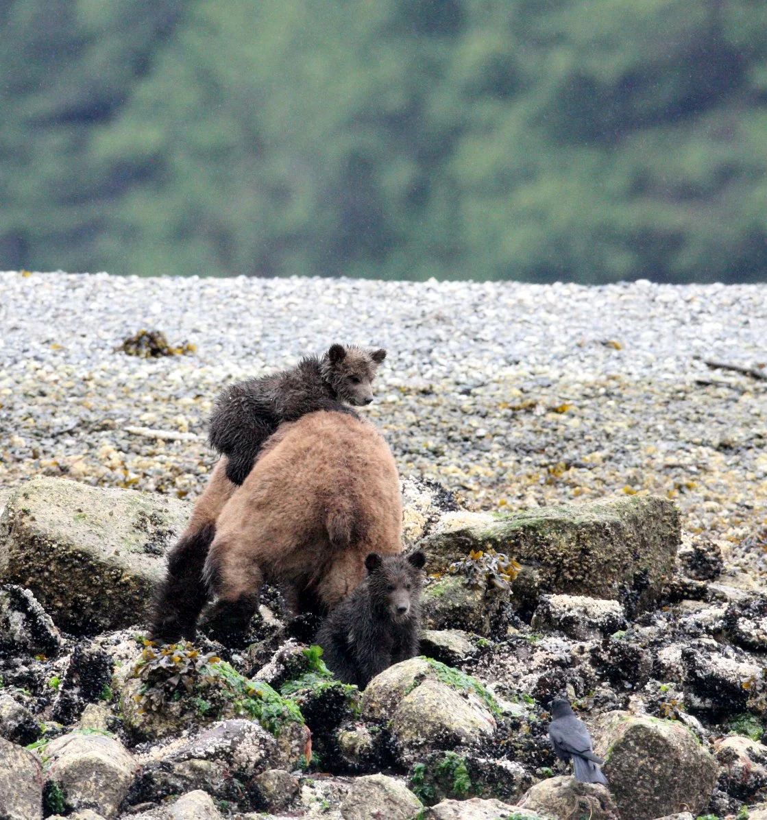 Ursus arctos stikeenensis - STICKEEN'S GRIZZLY BEAR - MOM AND HER FIRST YEAR CUBS - KNIGHT'S INLET BRITISH COLUMBIA (330).JPG