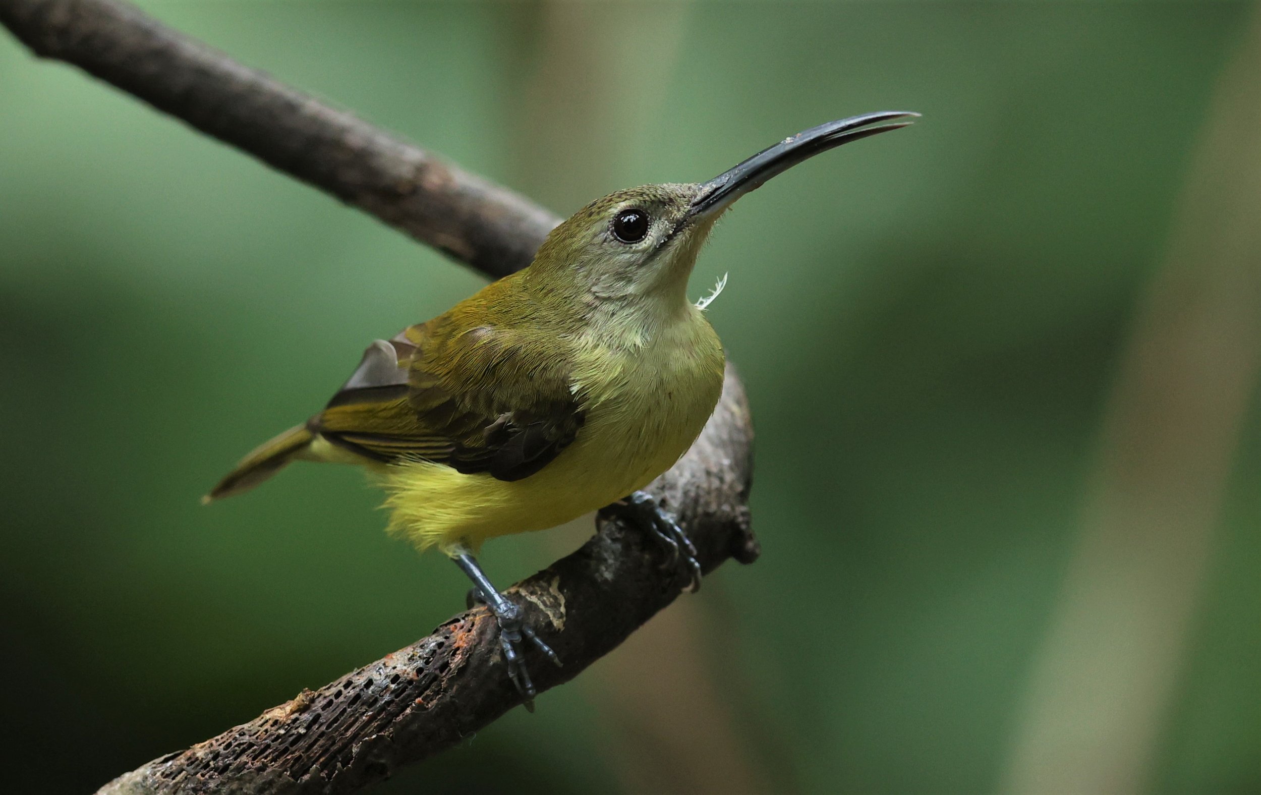 SPIDERHUNTER - LITTLE SPIDERHUNTER - Arachnothera longirostra - DOI INTHANON NP CHIANG MAI, DEC 2021 (26).JPG