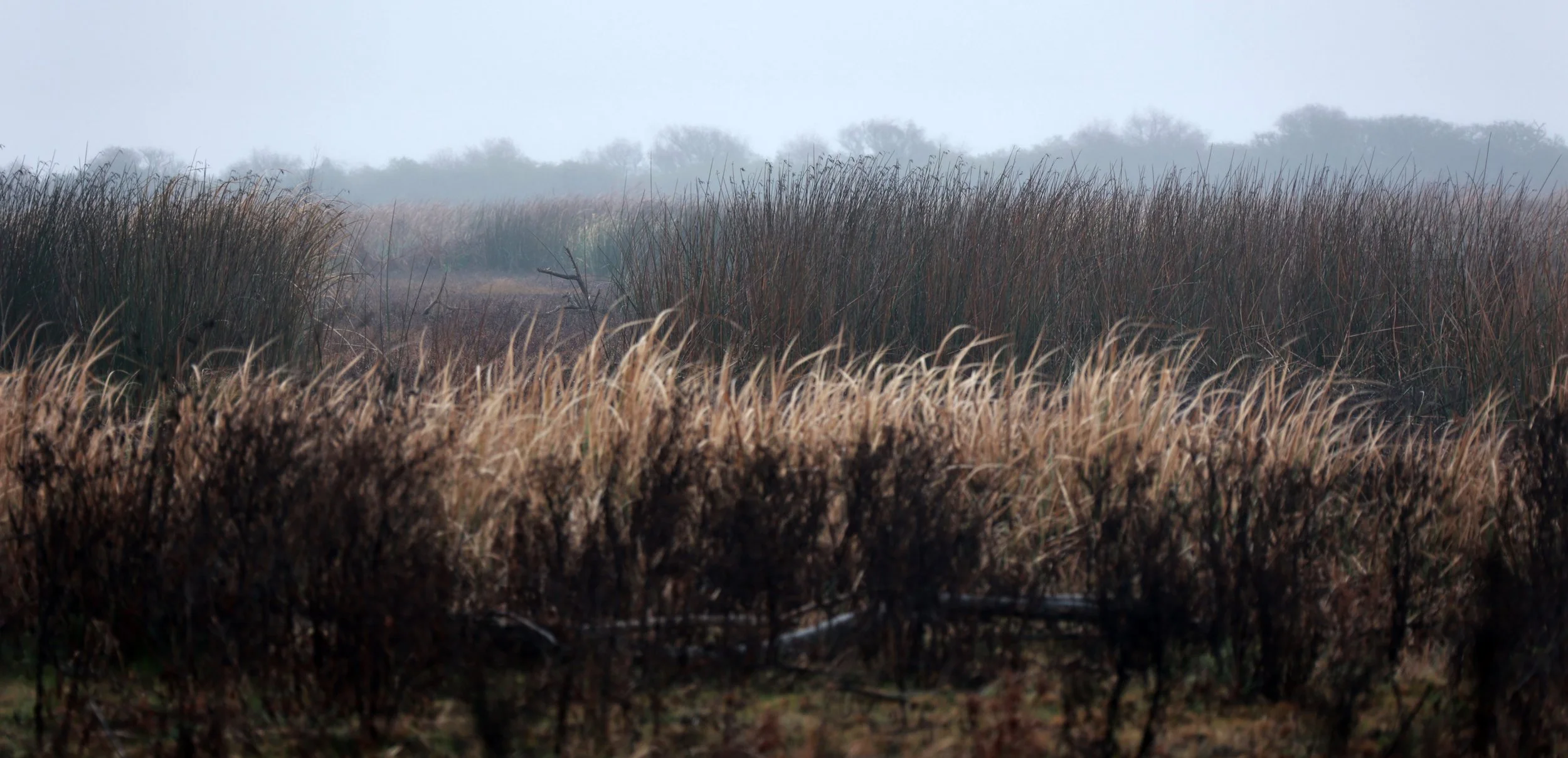 Typical Pampas vegetation in preserved in the reserve.