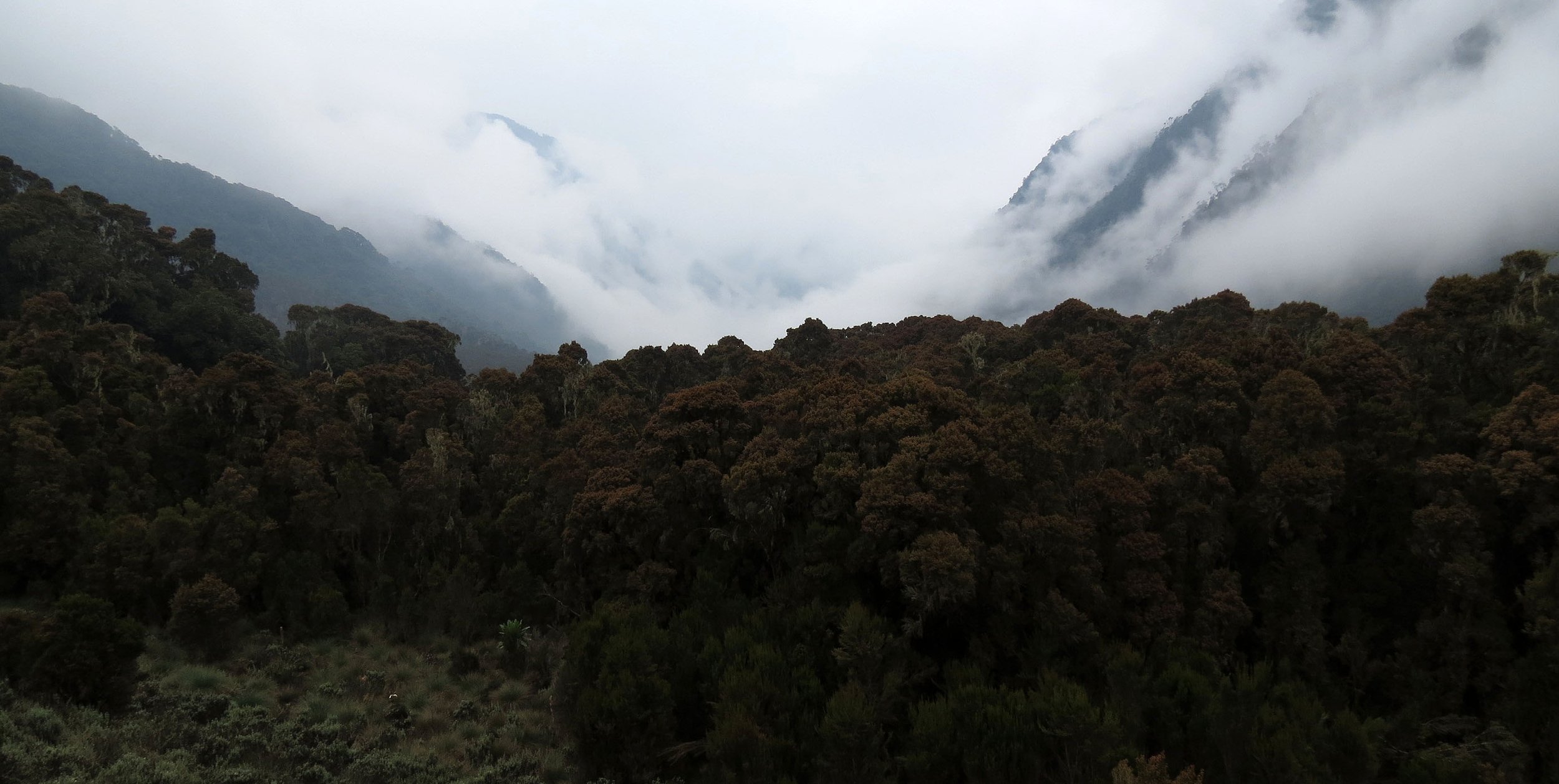 RWENZORI NATIONAL PARK UGANDA (185).JPG