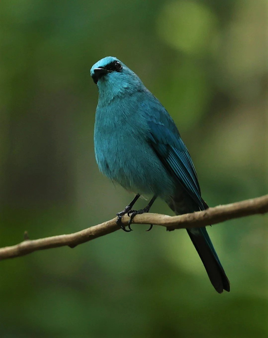 FLYCATCHER - VERDITER FLYCATCHER - Eumyias thalassina - WAT THAM PRATHUM CHONBURI JAN 30 2022 (34).jpg
