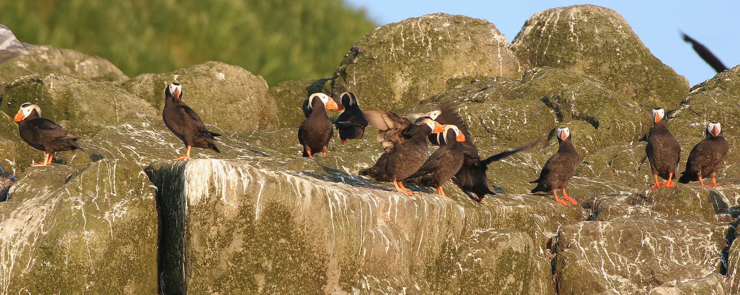 Fratercula cirrhata - TUFTED PUFFIN - COMMANDERS (7).jpg