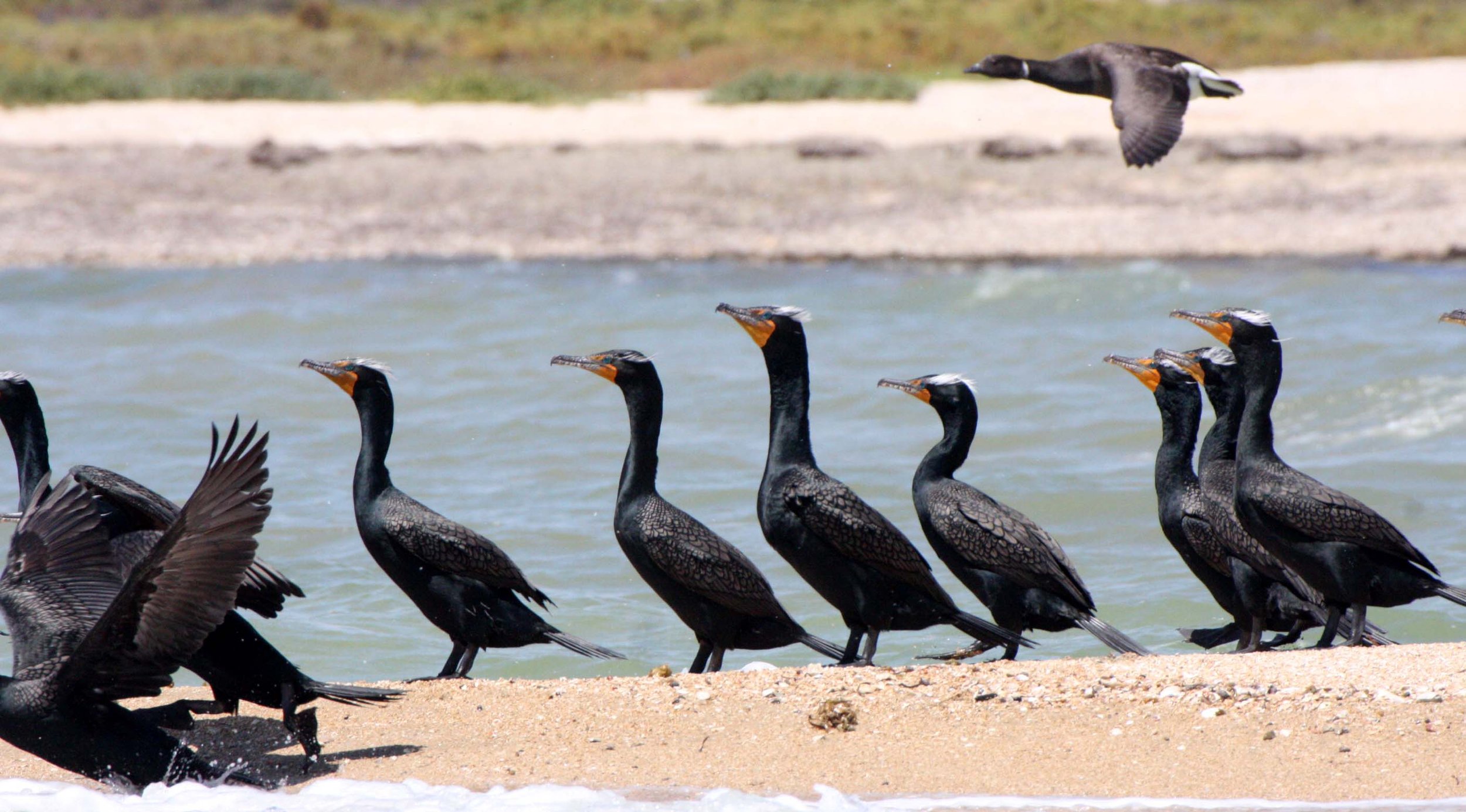 Nannopterum auritum - Double-crested Cormorant - San Ignacio Lagoon, Baja Mexico (8).JPG