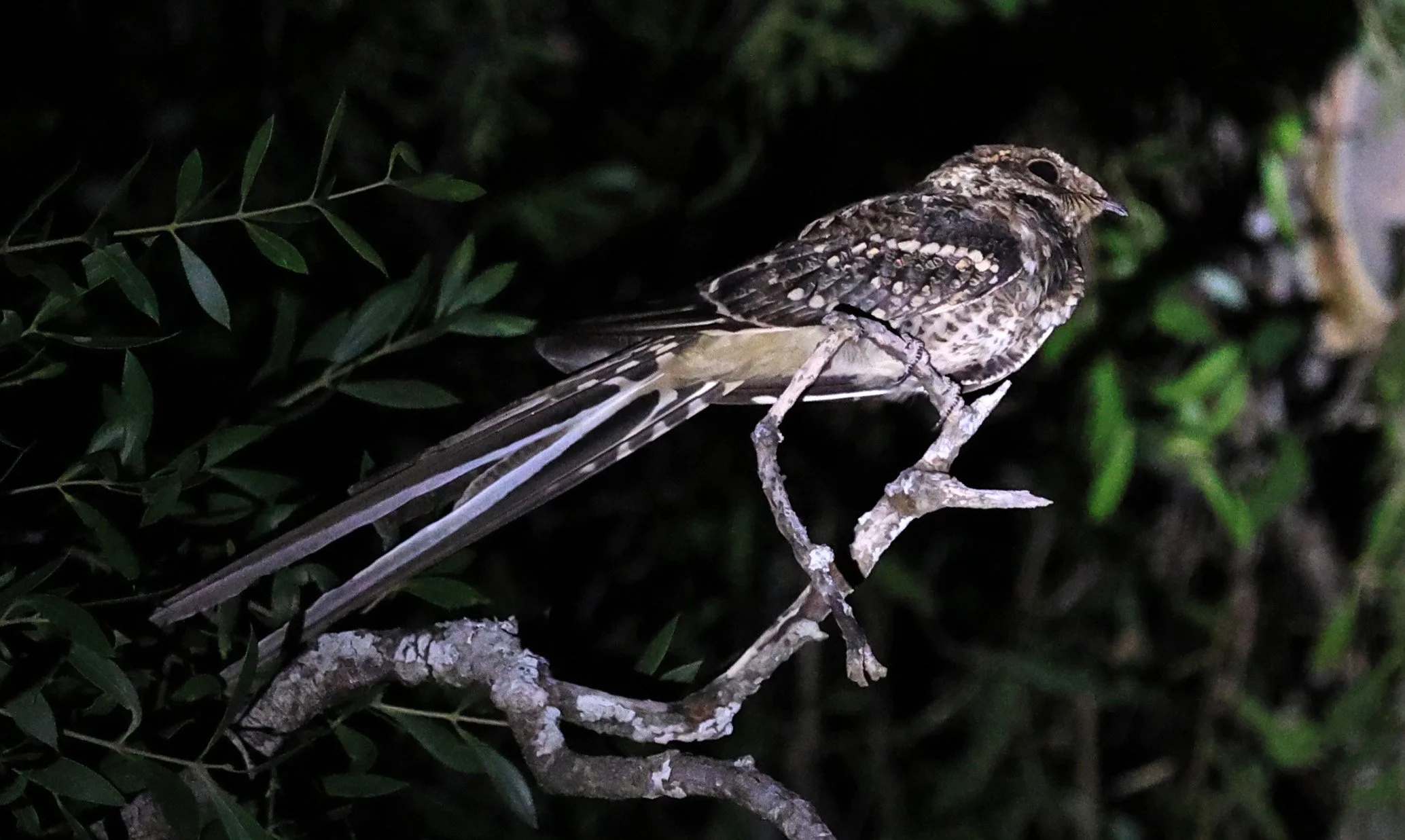 Scissor-tailed Nightjar (Hydropsalis torquata) Agua Dulce Paraguay (10).jpg