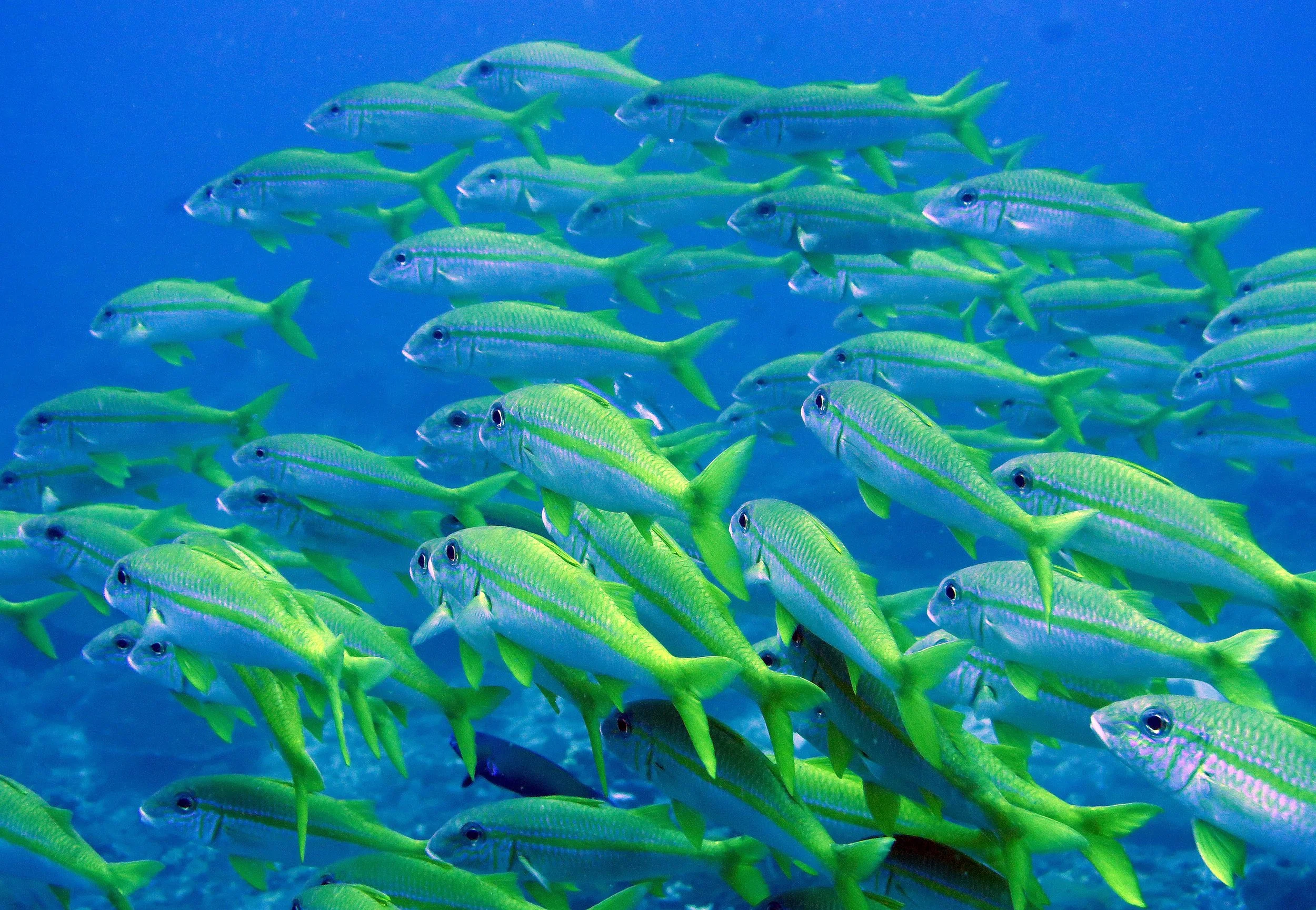 2016 Koh Lanta TheOtherSideVillas - Nature at our Home (148).JPG