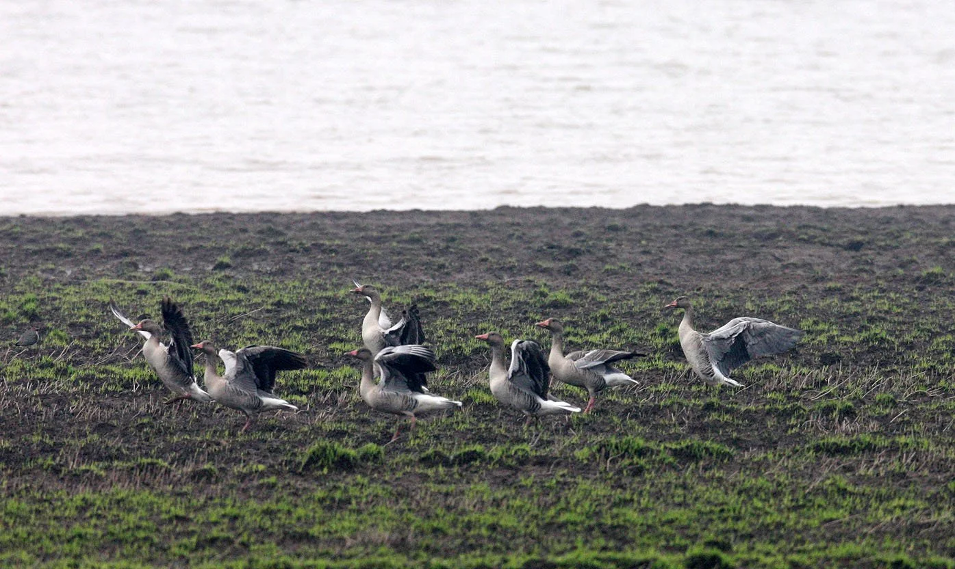 GOOSE - GREYLAG GOOSE - Anser anser - NANJI HILL RESERVE POYANG LAKE, JIANGXI PROVINCE, CHINA (76).JPG