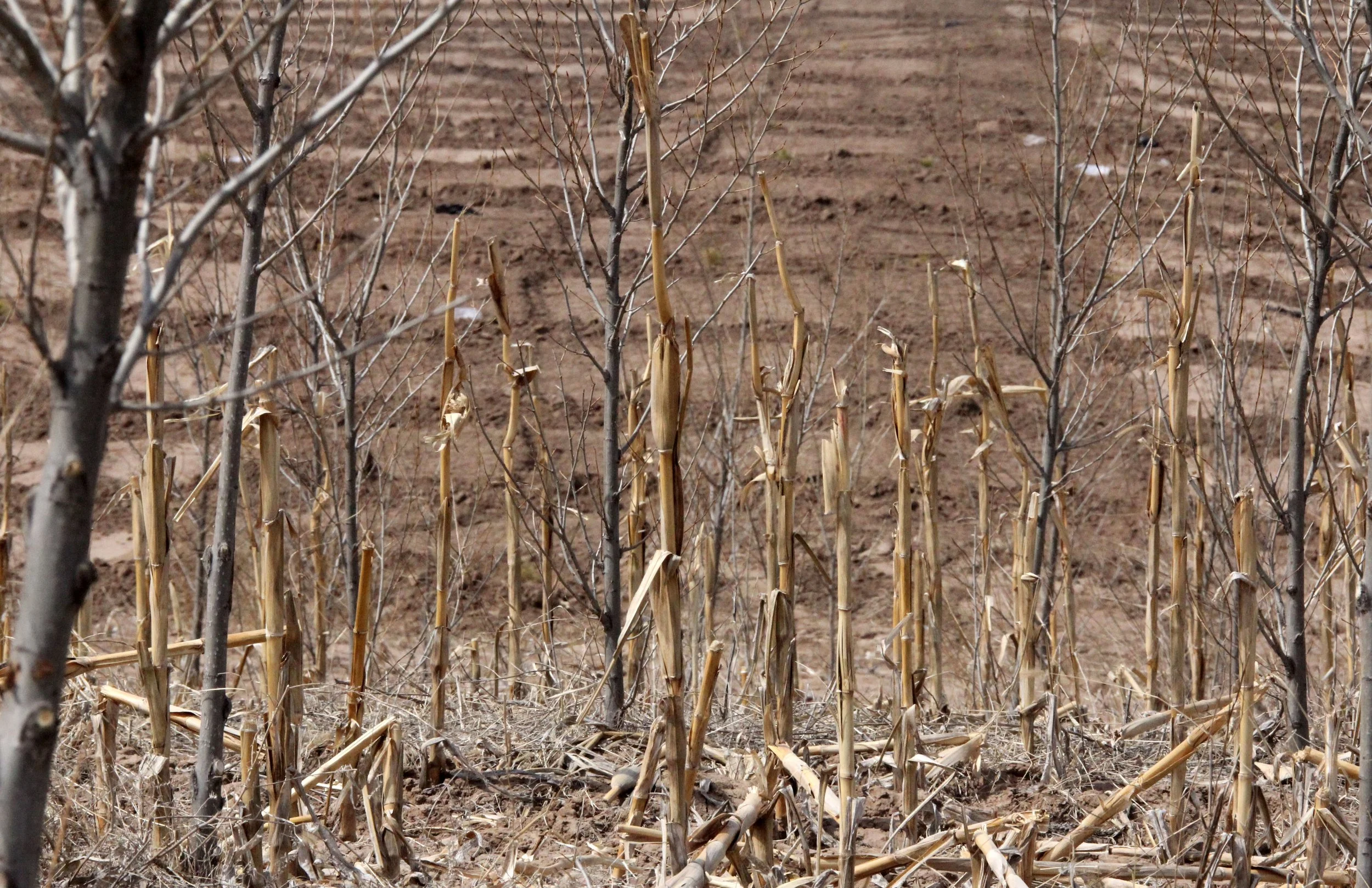 INNER MONGOLIA 2013 (780).JPG