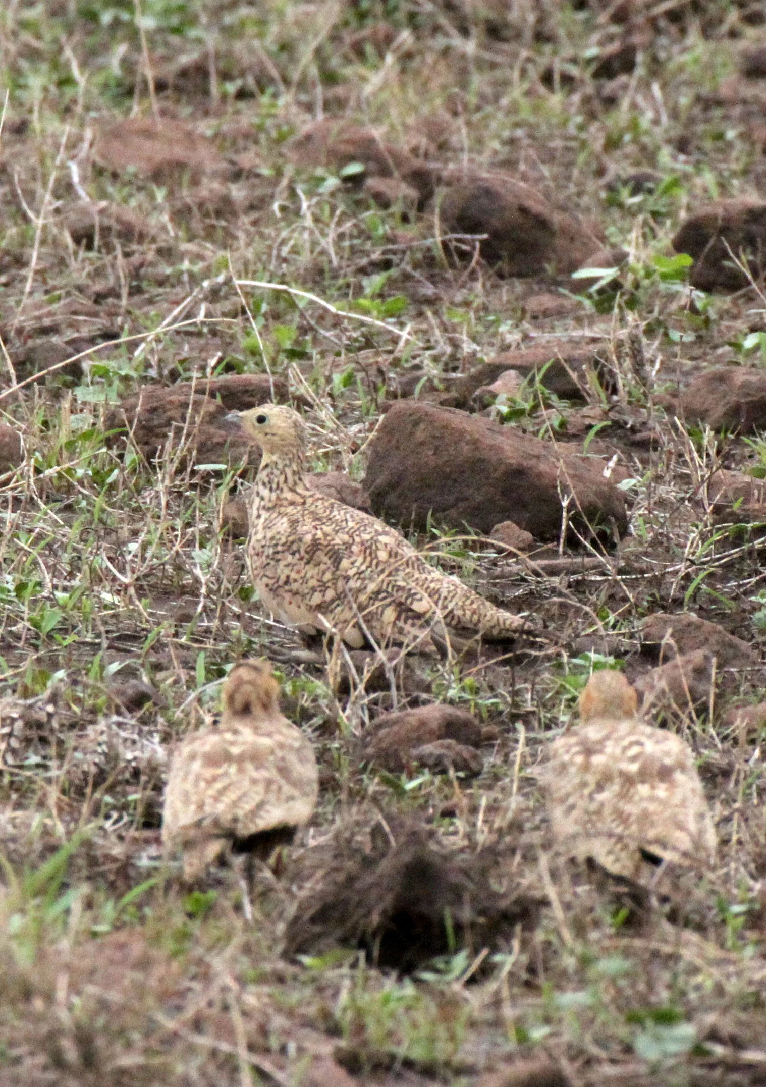 Chestnut-bellied Sandgrouse (Pterocles exustus) Ali Dege Plains Ethiopia (1).JPG