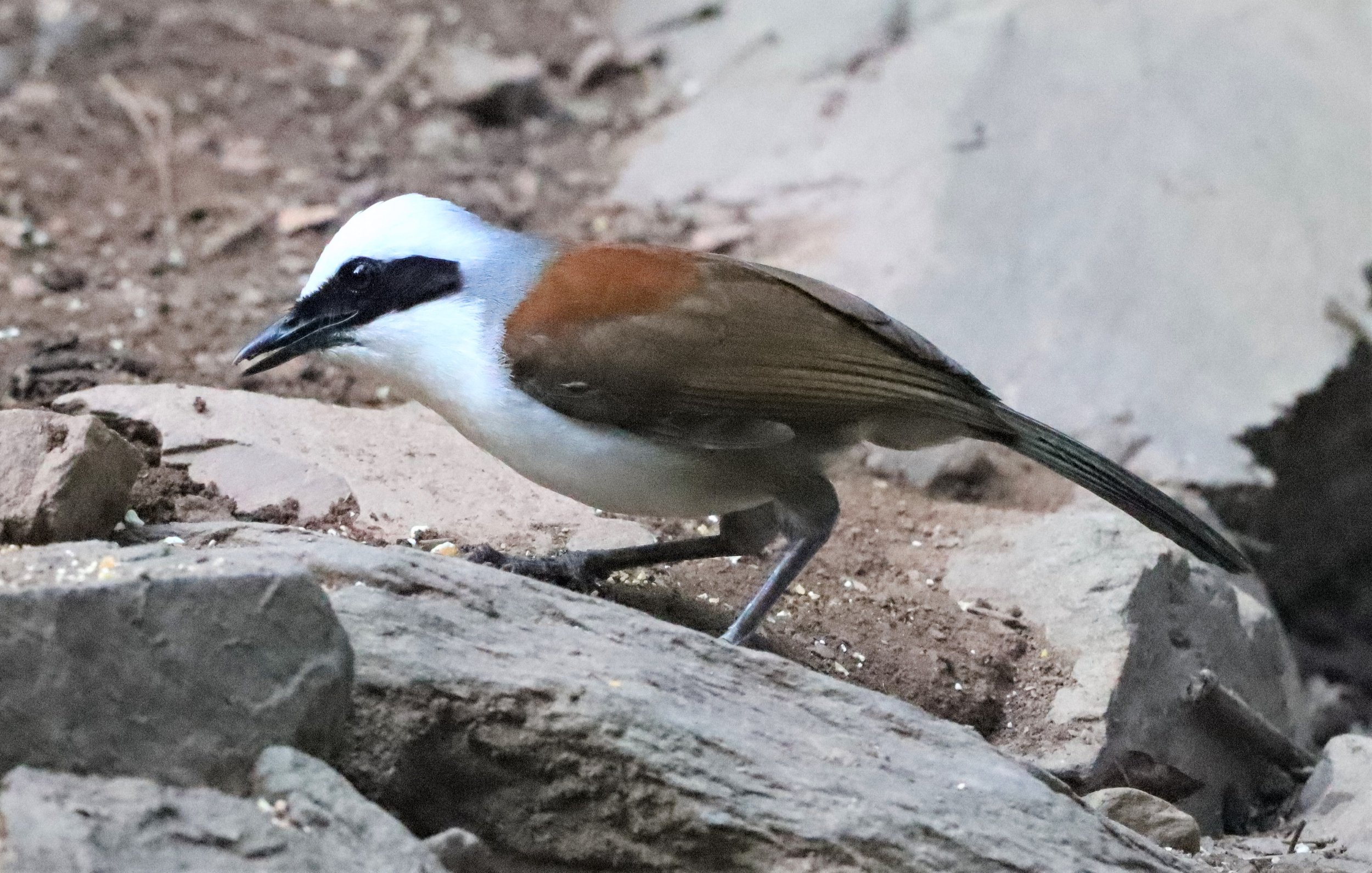 LAUGHINGTHRUSH - WHITE-CRESTED LAUGHINGTHRUSH - Garrulax leucolophus - KAENG KRACHAN THAILAND NEUNG HIDE (37).jpg