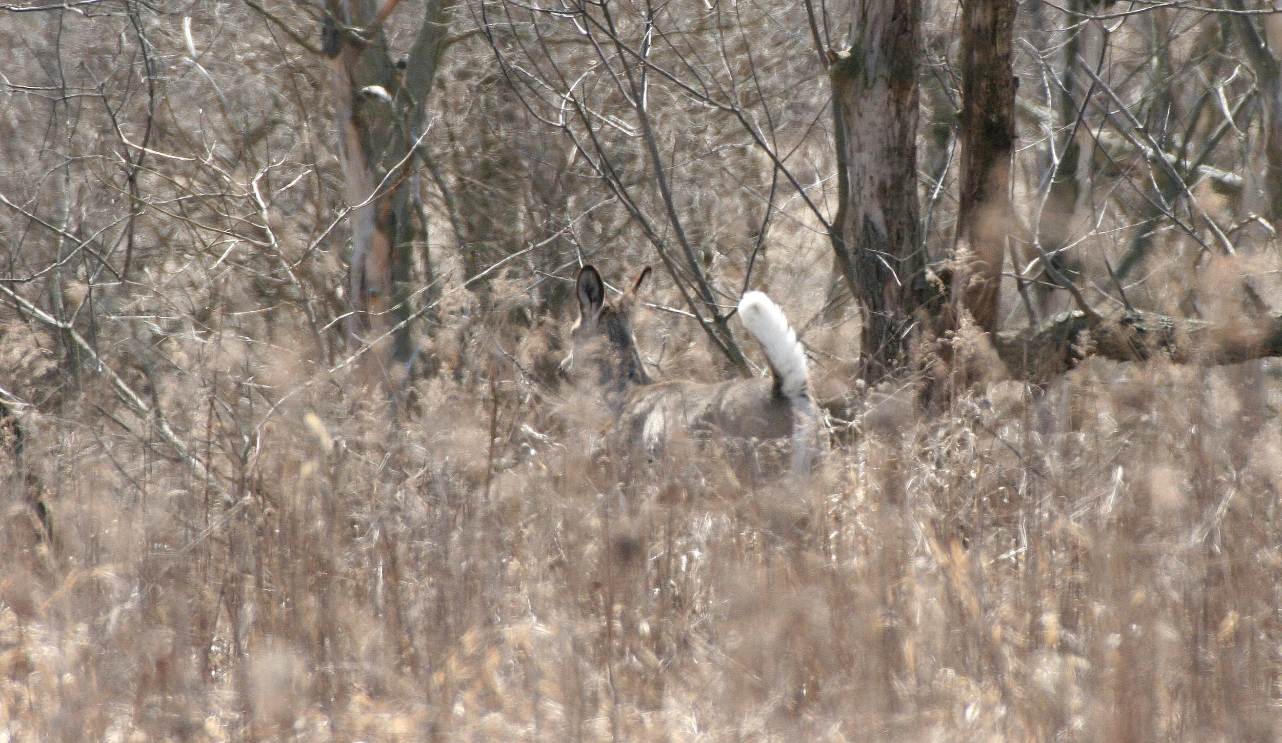 Odocoileus virginianus borealis - NORTHERN WHITE-TAILED DEER - SPRINGBROOK FOREST PRESERVE ILLINOIS (11).JPG