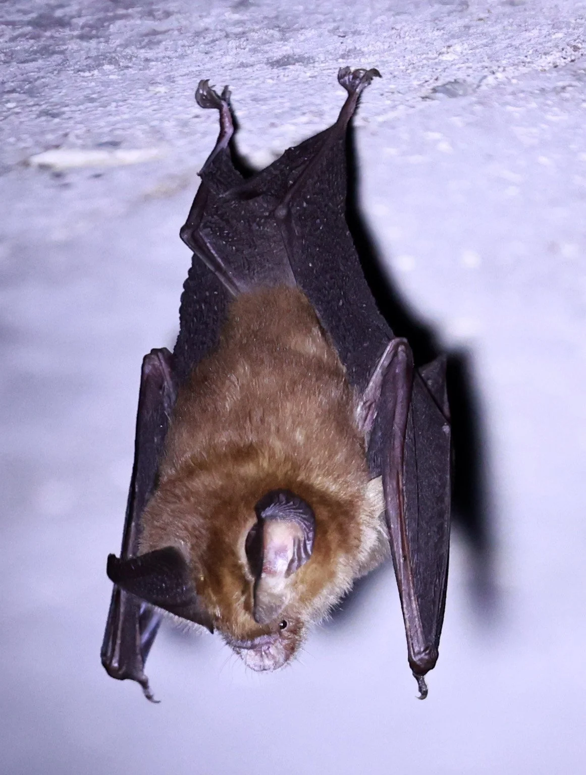Hipposideros gentilis 