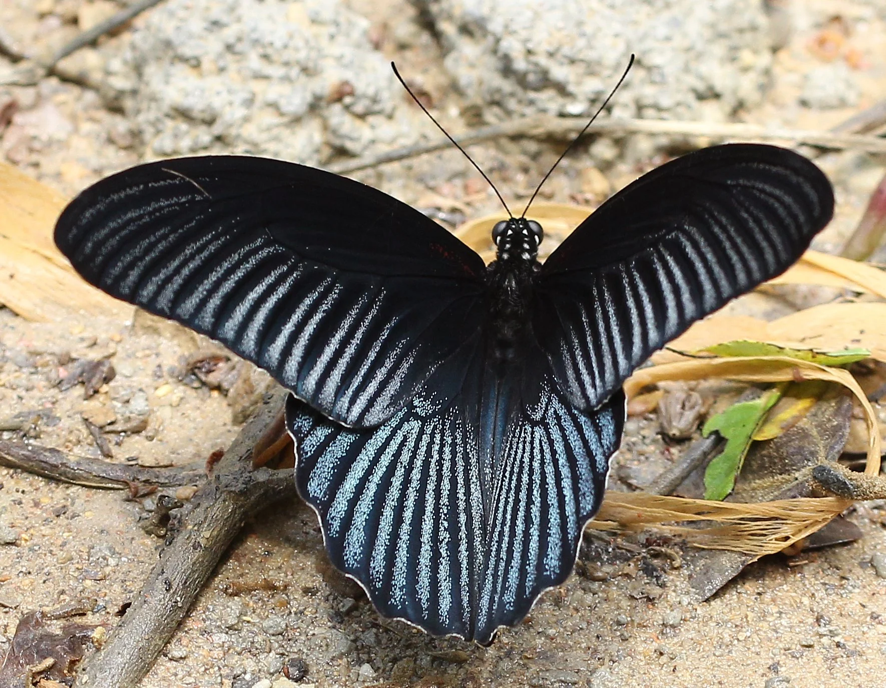 Papilionidae - Papilio memnon - Kaeng Krachan