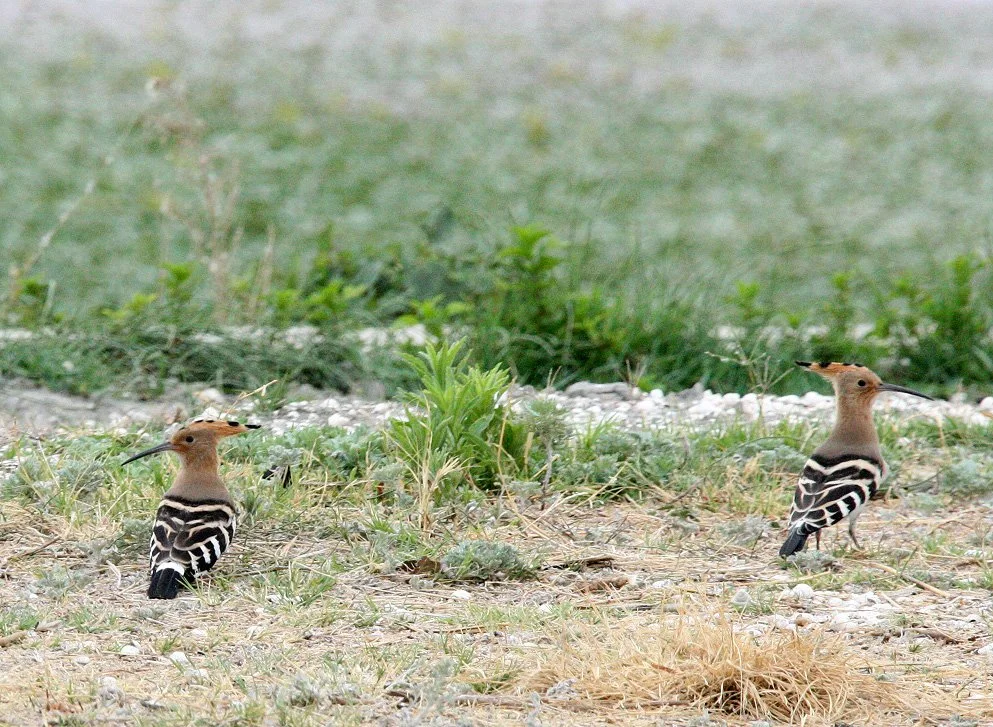 BIRD - HOOPOE - LINDEN CENTER - XIZHOU VILLAGE YUNNAN CHINA ERHAI LAKE (5).JPG