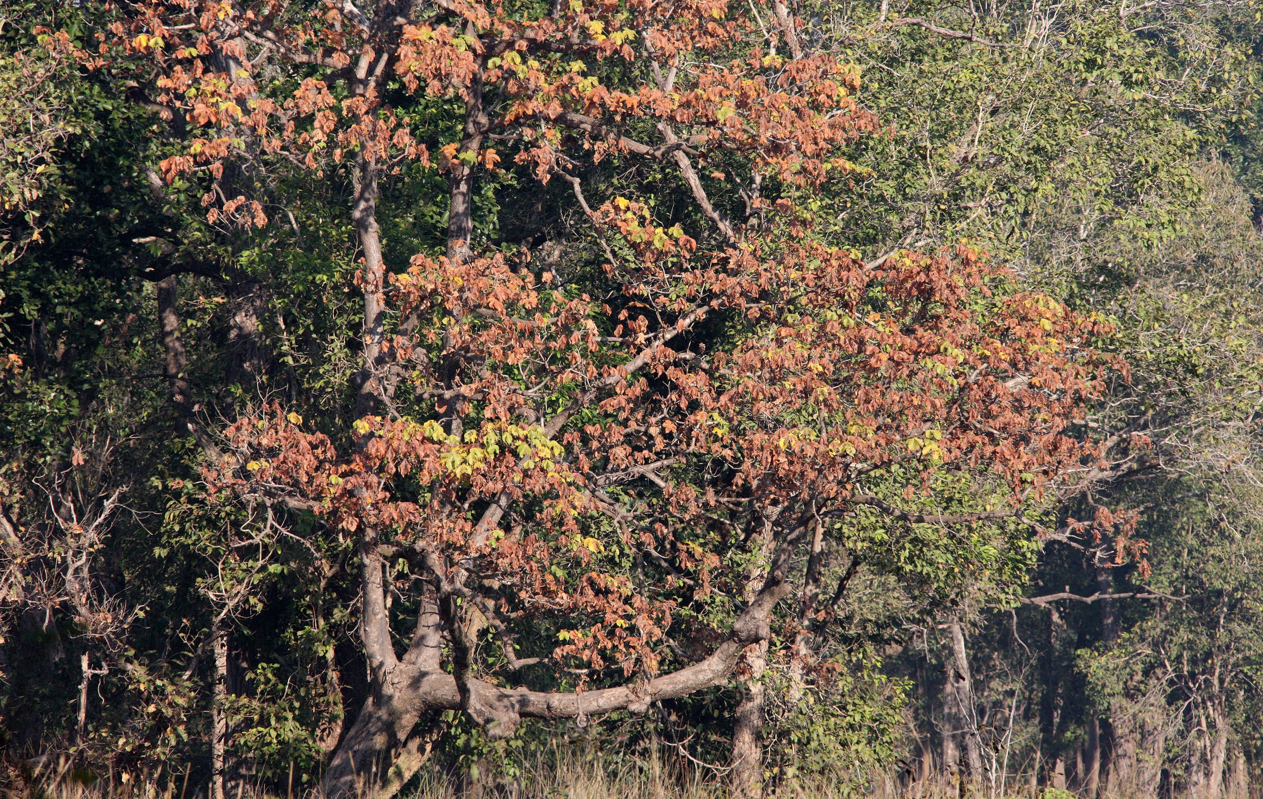 MADHYA PRADESH - KANHA NATIONAL PARK MADHYA PRADESH INDIA (27).JPG