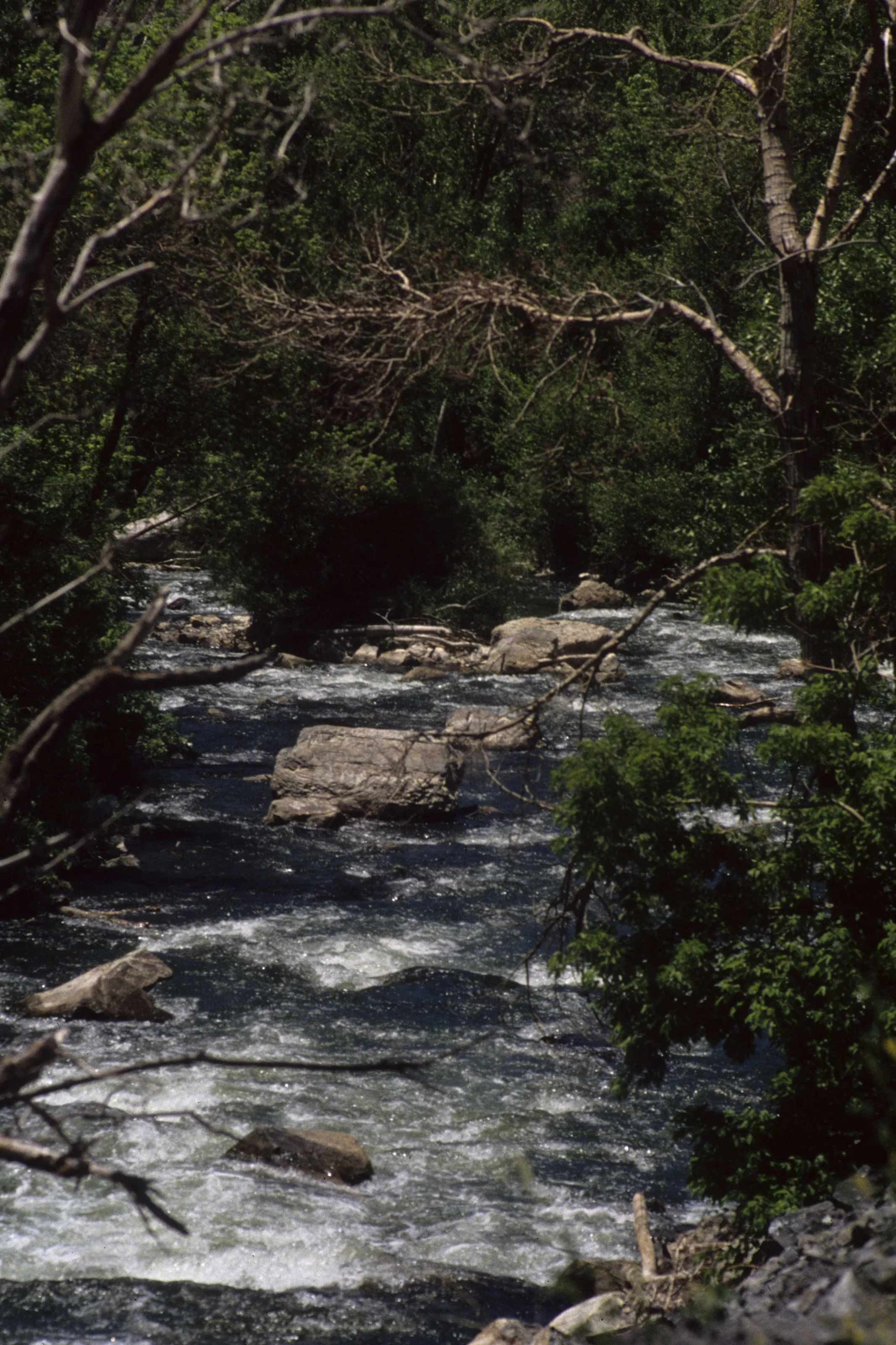 GREAT BASIN NP - RIPARIAN HABITAT.jpg