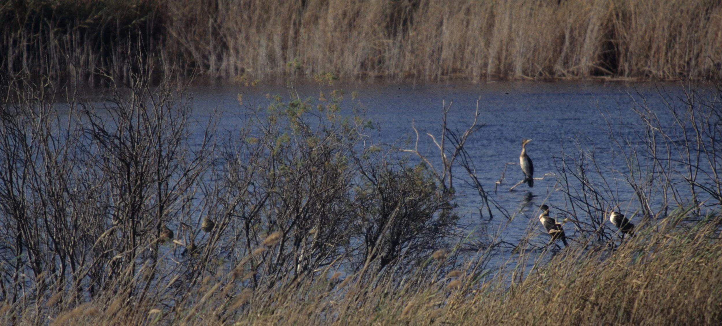 BIRDS - CORMORANT - REED - NAMIBIA COAST D.jpg