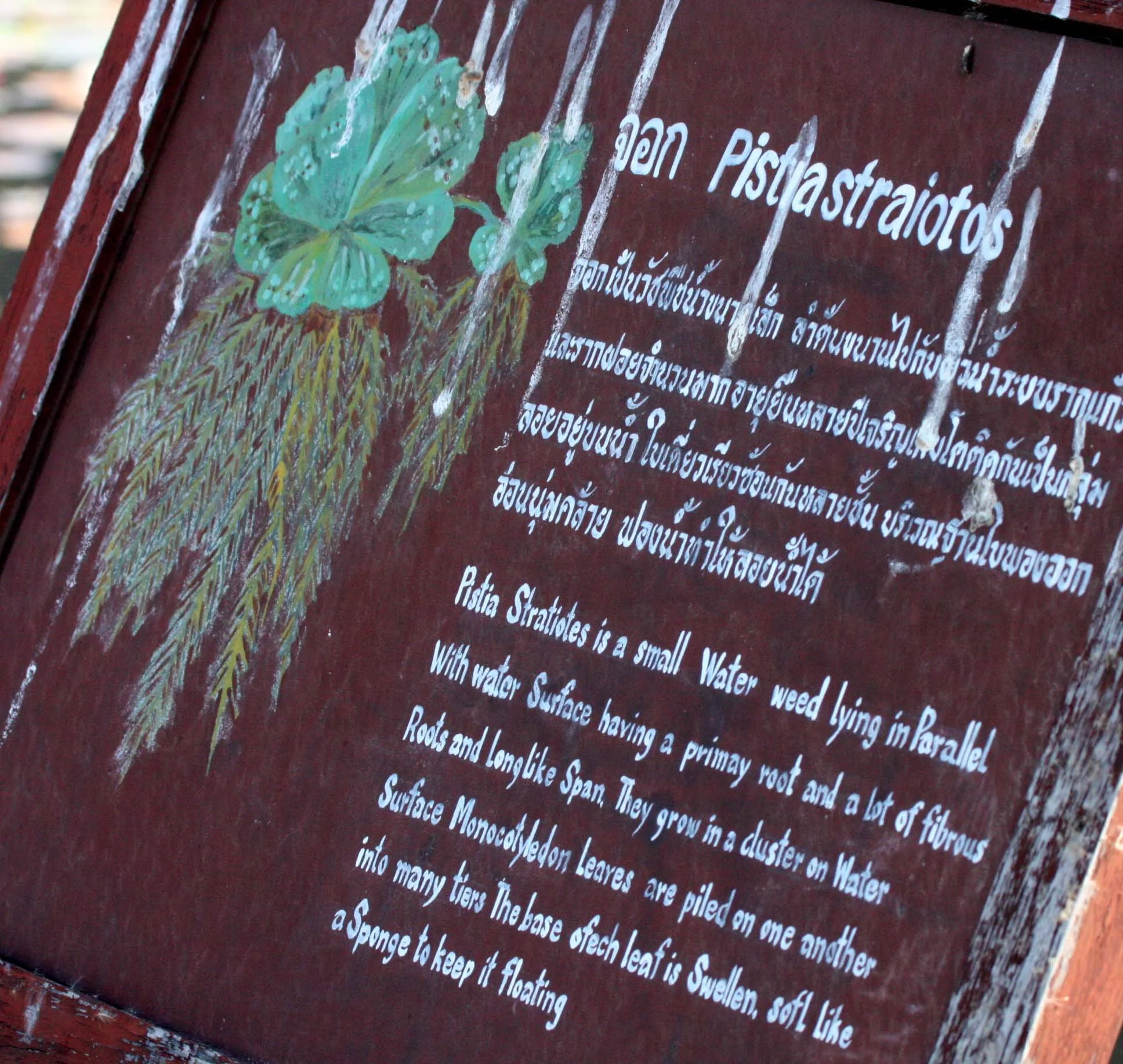 KHAO SAM ROI YOT THAILAND - PLANT SPECIES (5).JPG