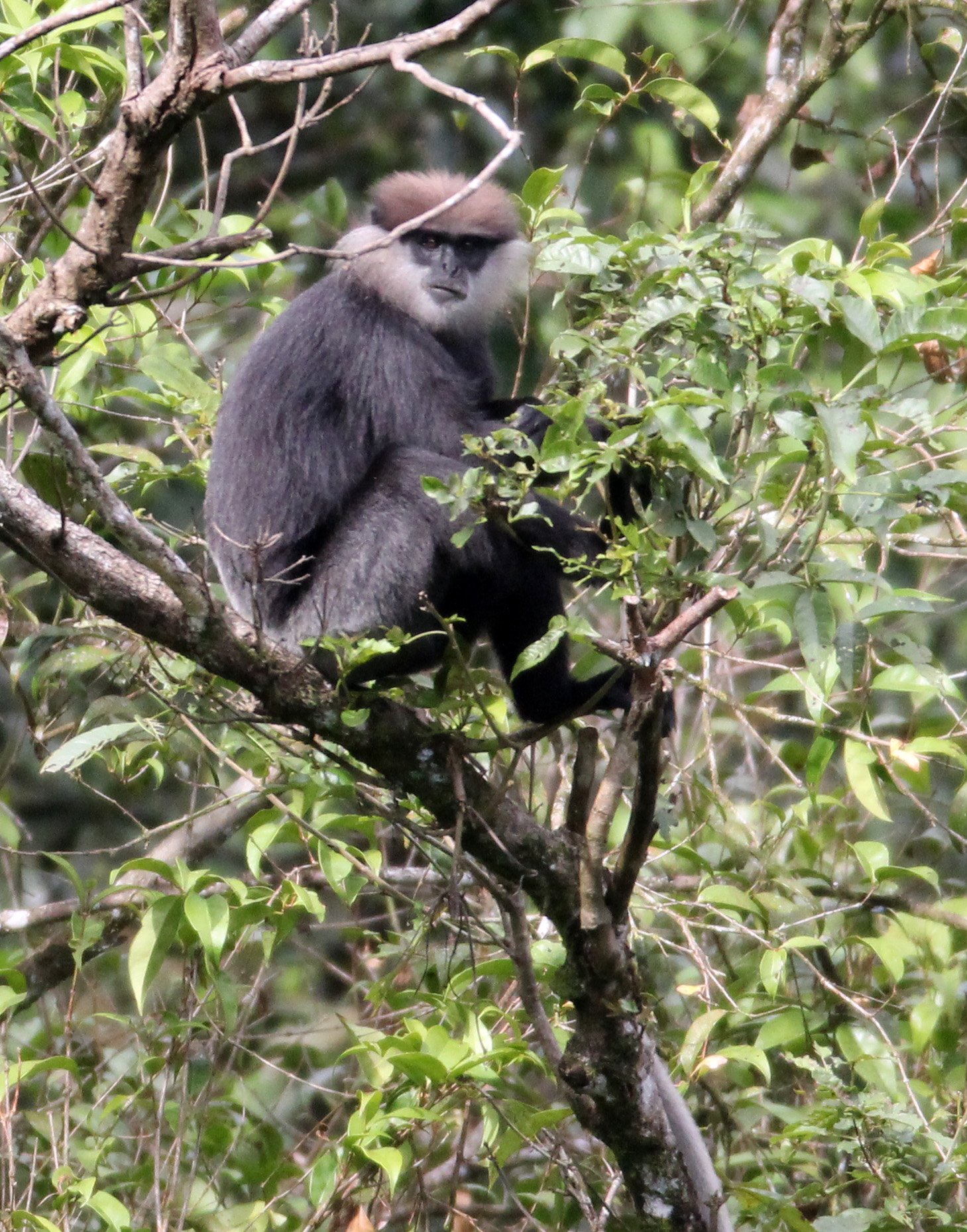 CERCOPITHECIDAE - Semnopithecus vetulus nestor - WET ZONE PURPLE-FACED LEAF MONKEY - SINGHARAJA NATIONAL PARK SRI LANKA (48).JPG