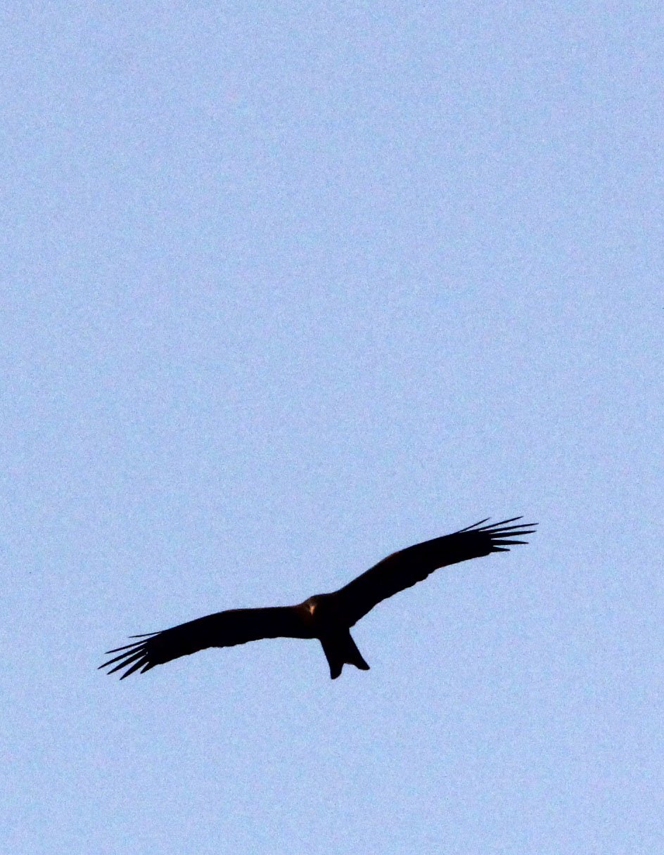 Milvus aegyptius parasitus - YELLOW-BILLED KITE - NYUNGWE NATIONAL PARK RWANDA (468).JPG