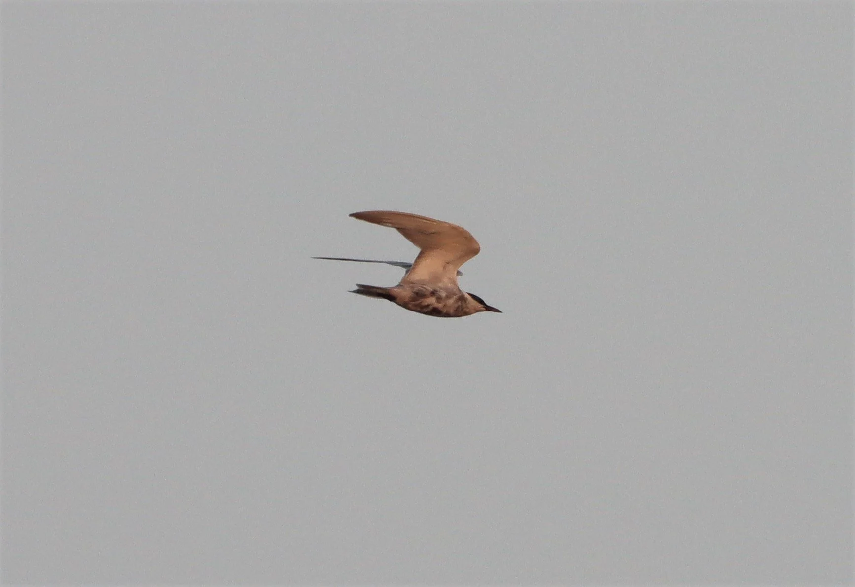TERN - WHISKERED TERN - TERN - WHISKERED TERN - Chlidonias hybridus - MUANG BORAN WETLANDS SAMUT PRAKAN (1).jpg