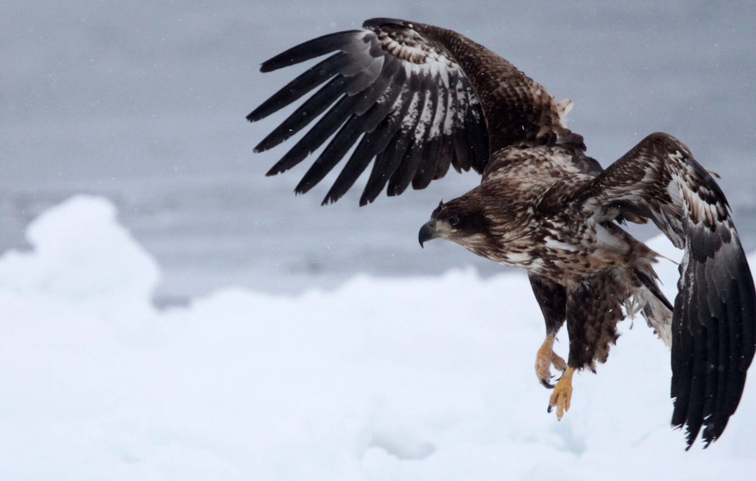 BIRD - EAGLE - WHITE-TAILED EAGLE - RAUSU, SHIRETOKO PENINSULA & NATIONAL PARK - HOKKAIDO JAPAN (45).JPG