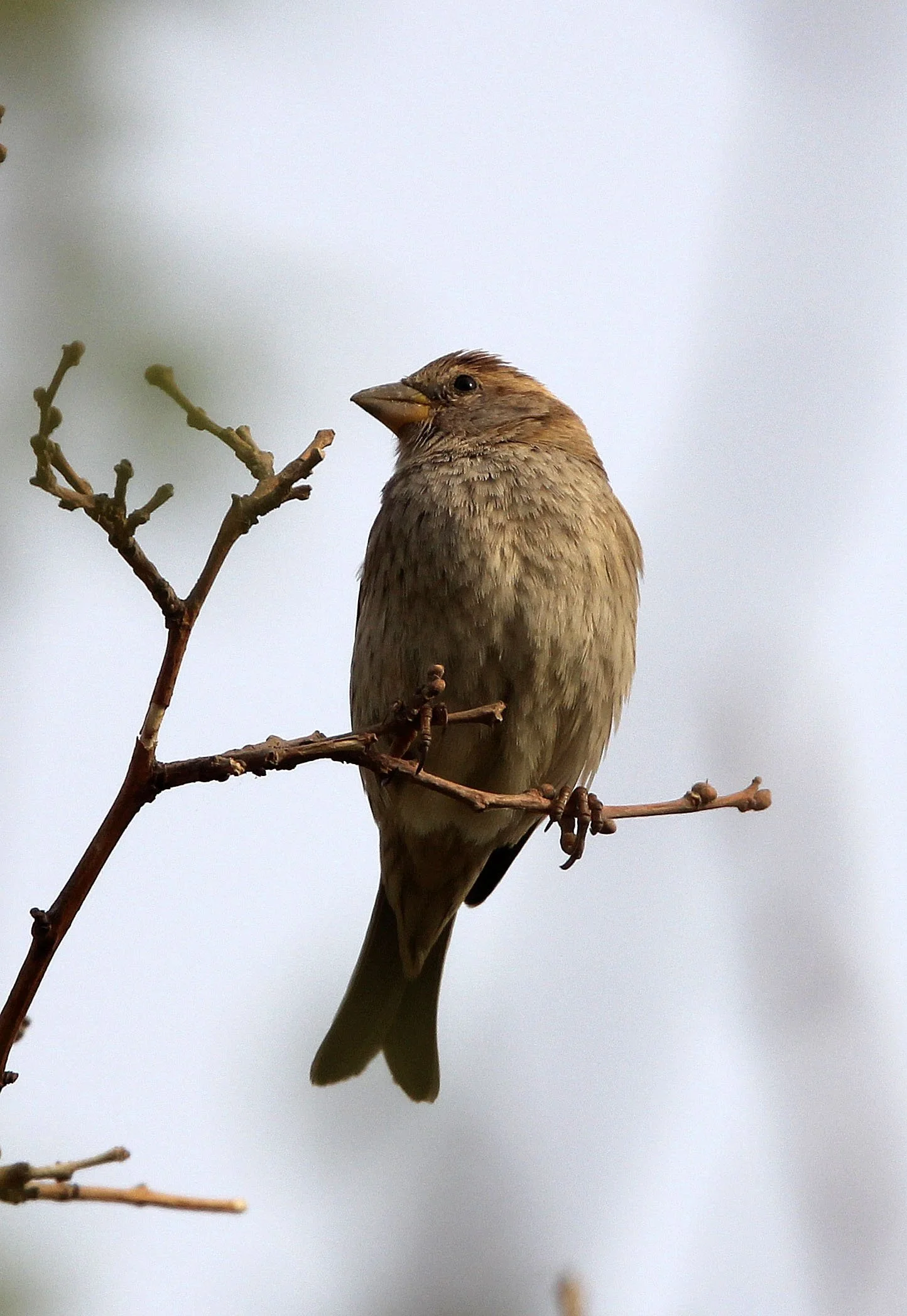 Spanish Sparrow (Passer hispaniolensis) Turpan Xinjiang China (21).JPG