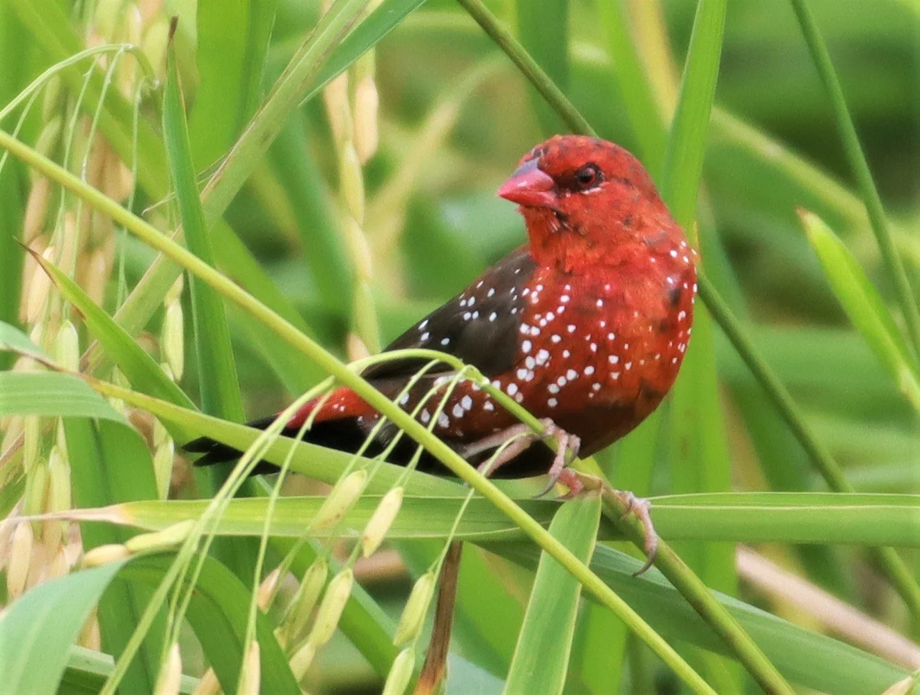 RED AVADAVAT - Amandava amandava - LAD KRABANG  THAP YAO RICE FIELDS AUGUST 14 2021 (165).jpg